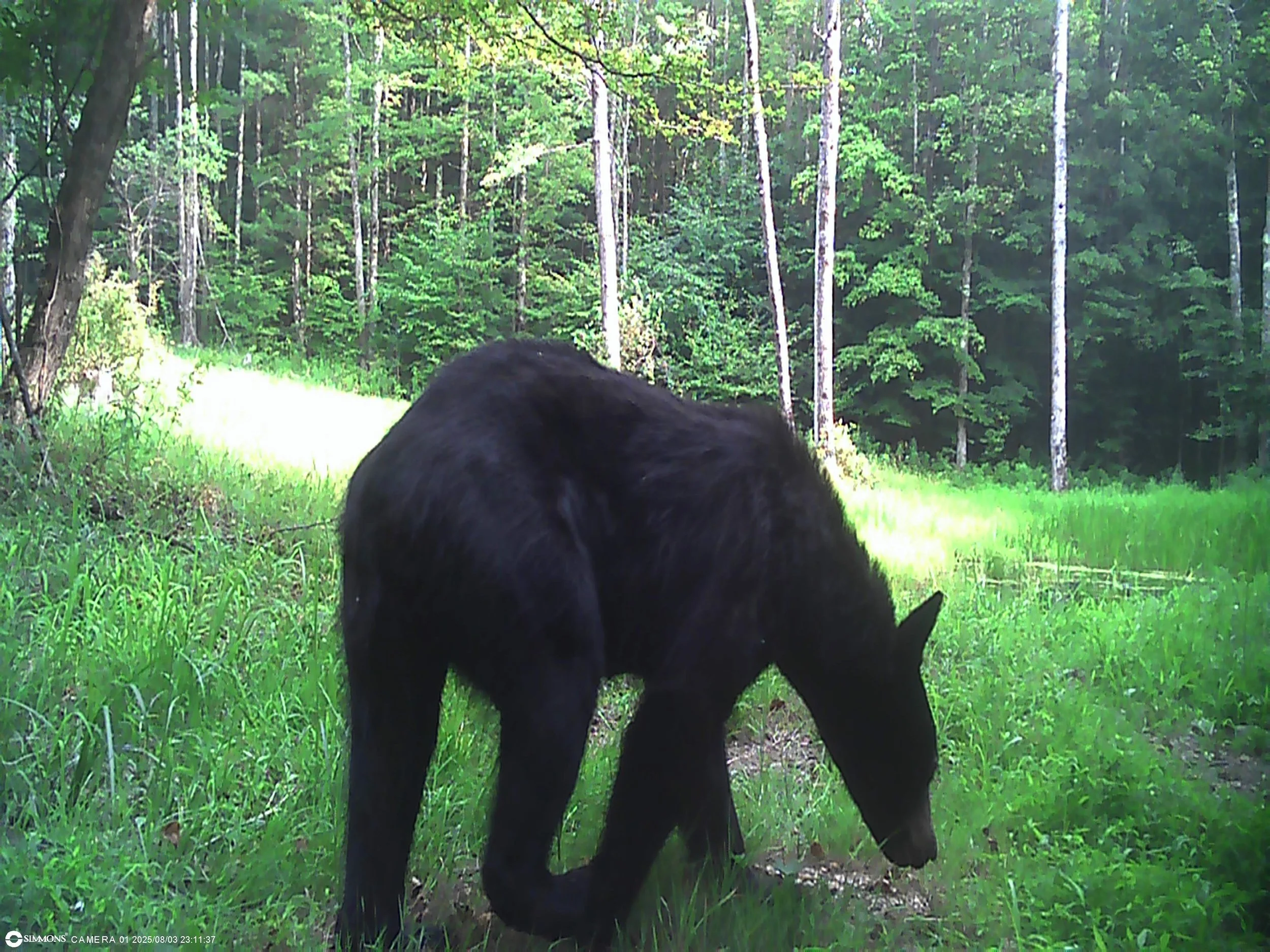 3350_zIhNSRiOf1Mt4d4aqjOP_Snapshot NY_00000035.JPG