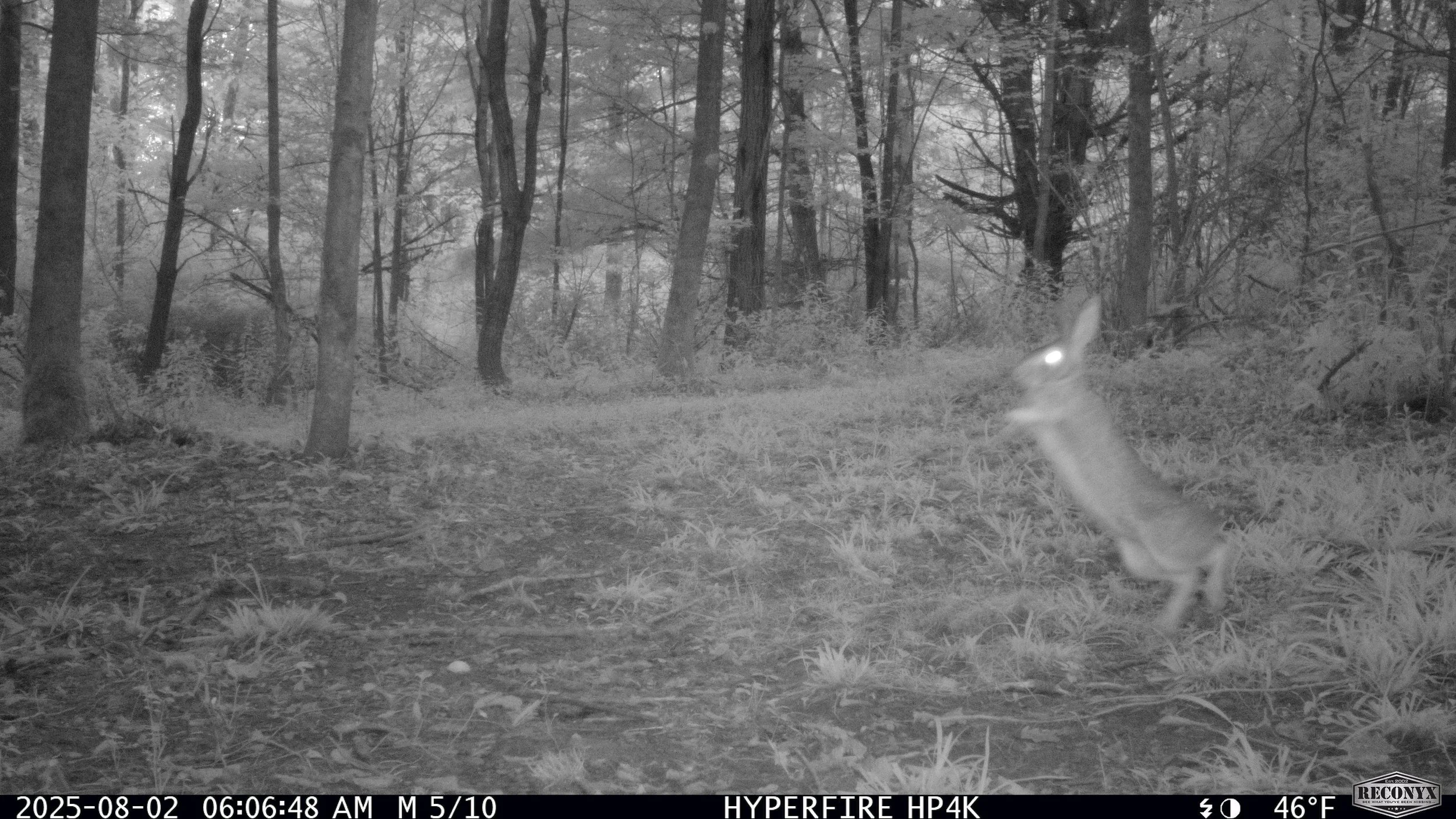 3310_3EjofvdSnwGbkgn1tJHo_snapshot ck 2 backyard 8.2.25_RCNX0845.JPG