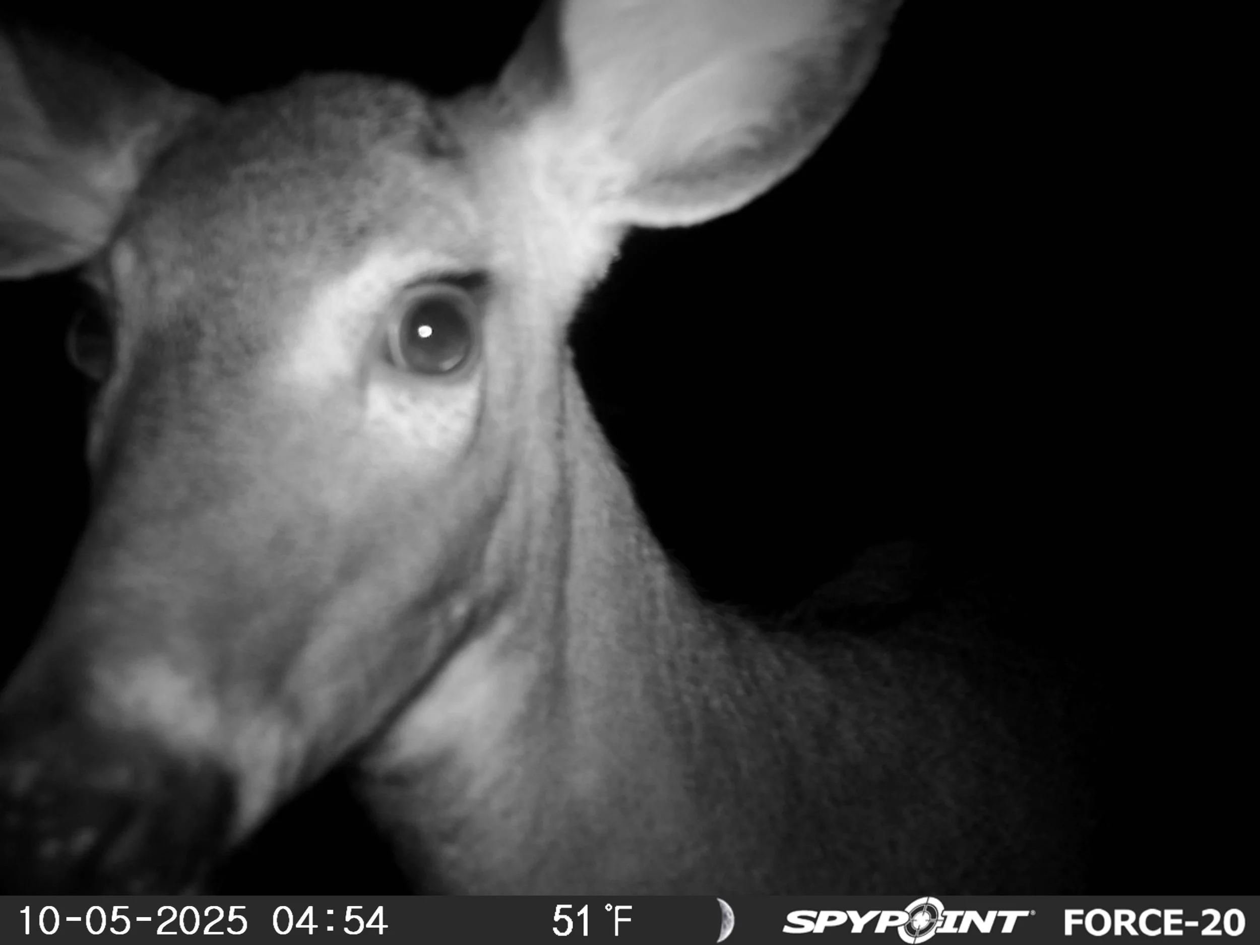 1374_mzmHpCPJEbcCnSRXfKmj_snapshotNY upload 20251019_PICT0146.JPG