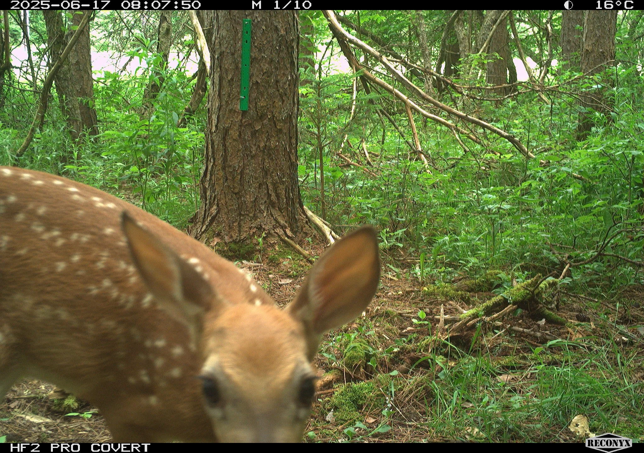 0_4YXLJ6jgi5Ewsw3MGsrO_R9_NE_53_17Jun2025_R9_NE_53_17Jun2025 (651).JPG