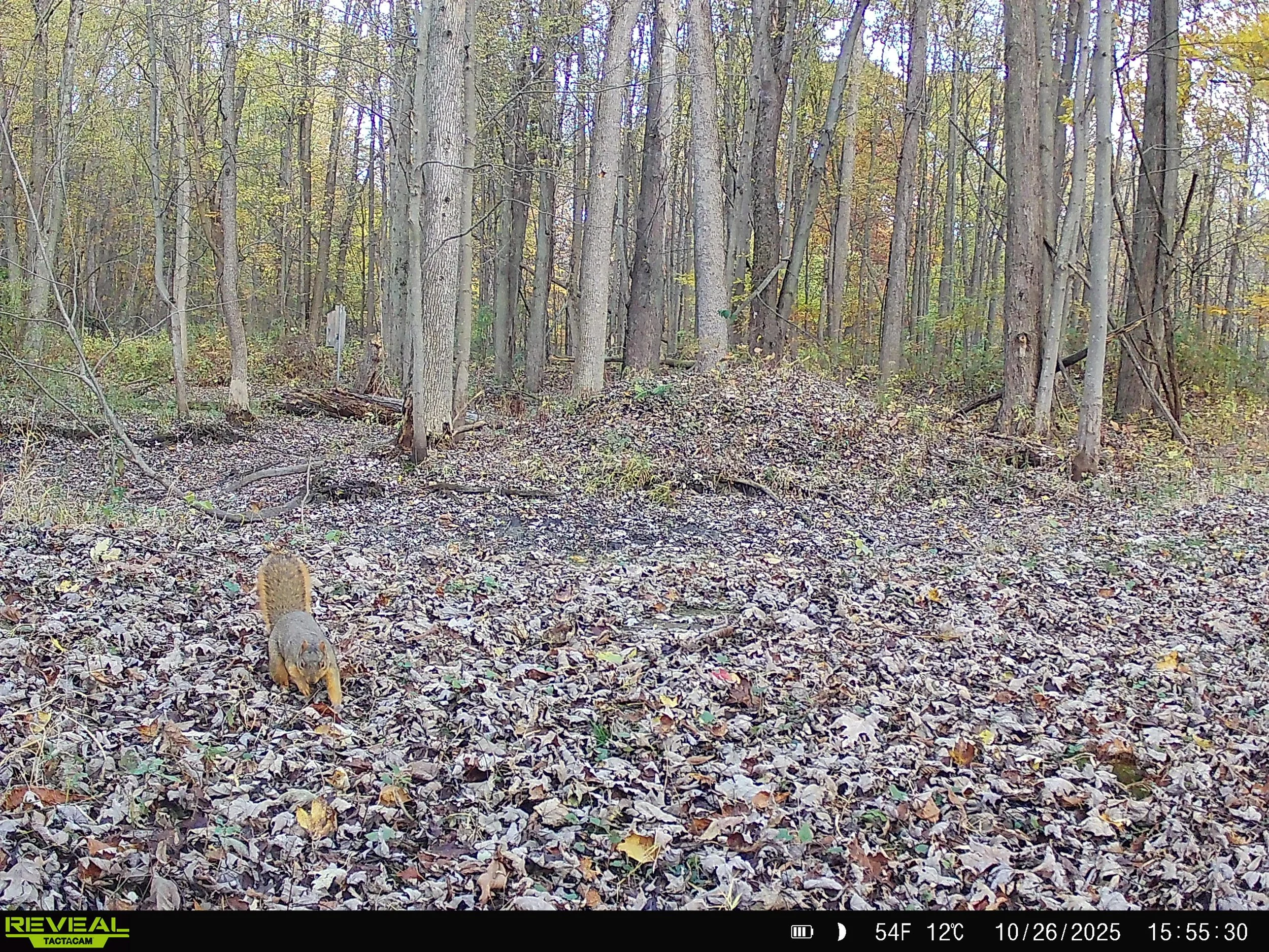 Fox squirrel