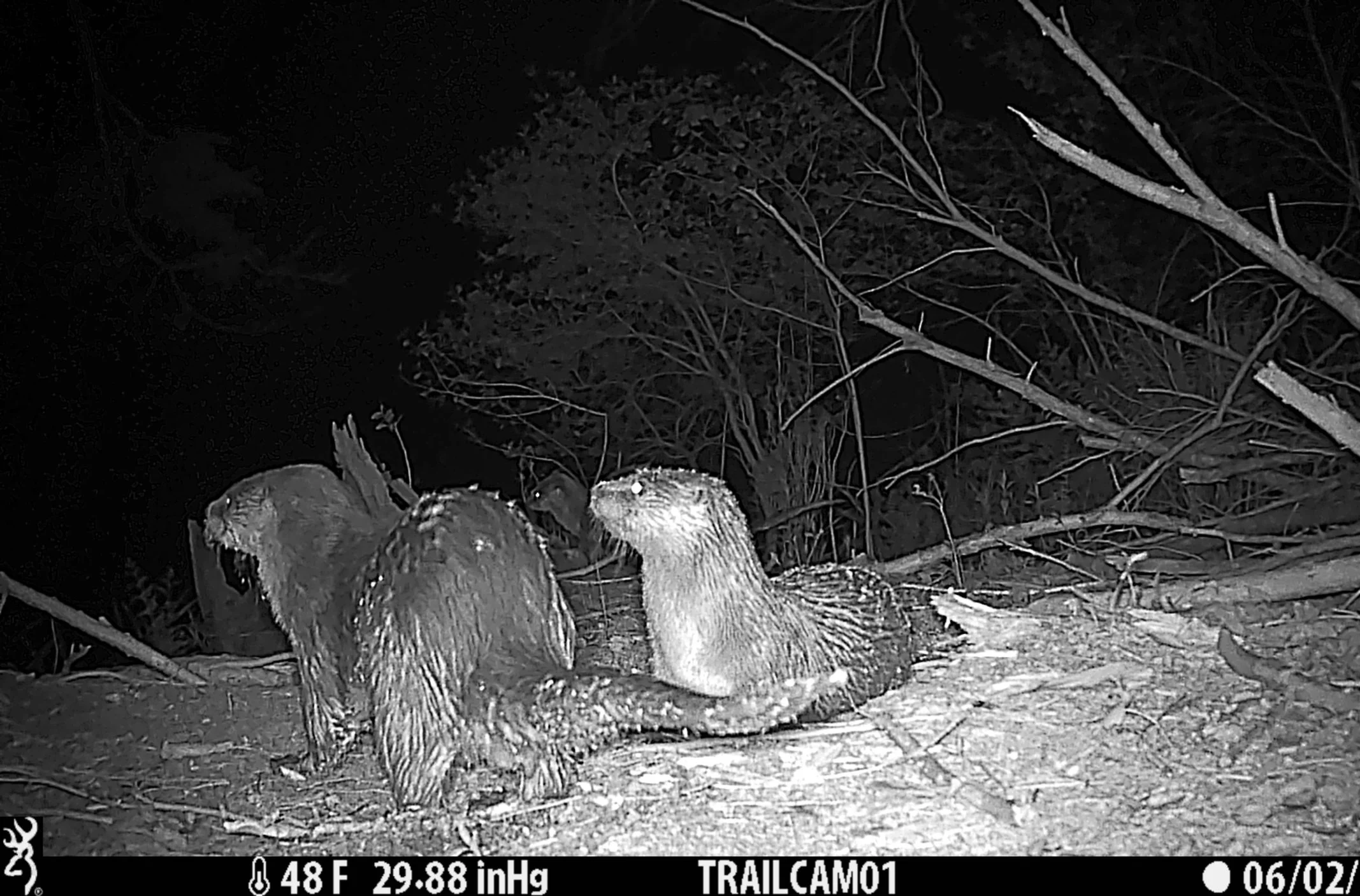 North American river otter