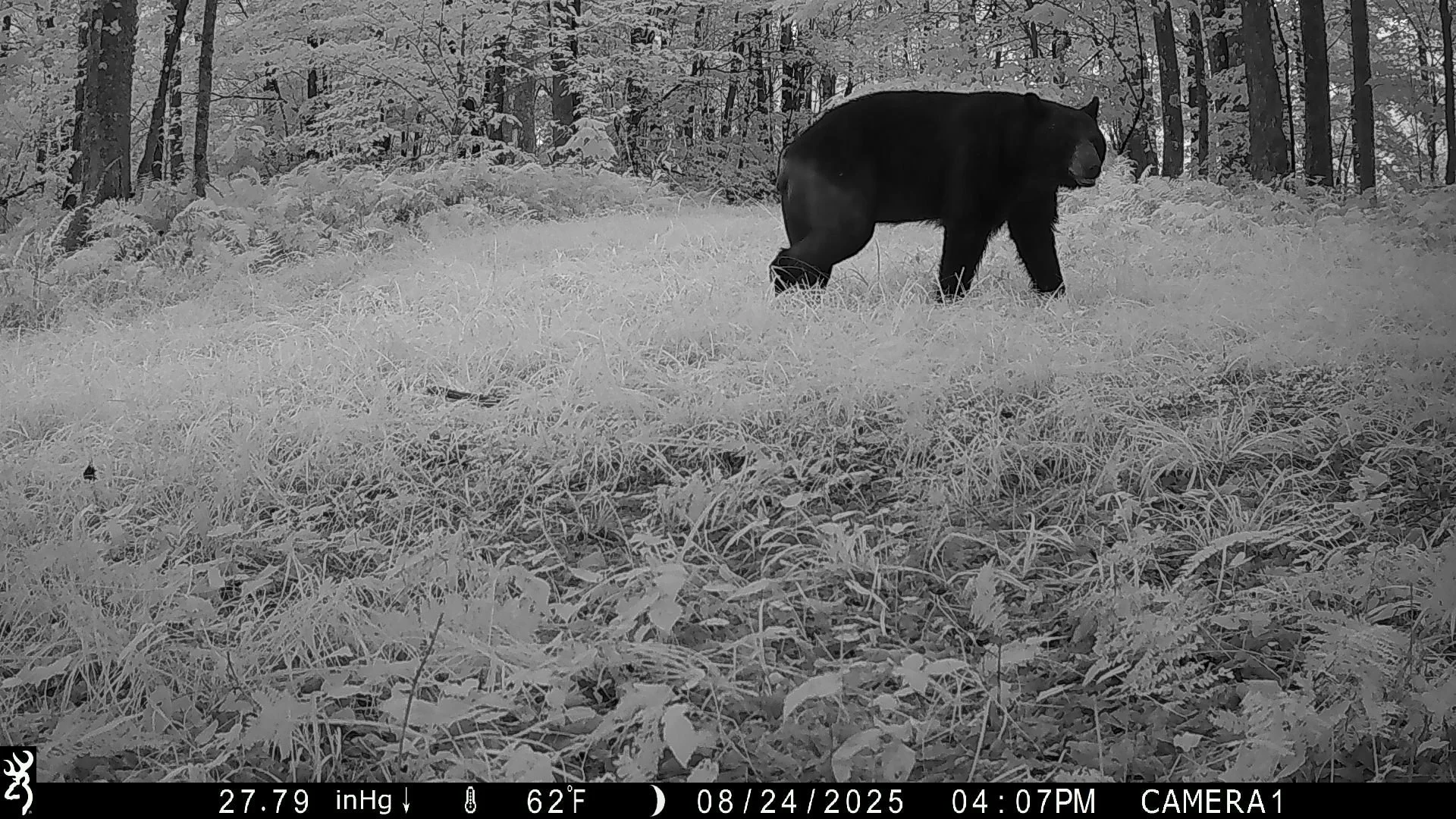 974_Acr8JWB8VlESDIg2M3ap_NYSnapshotUpload2-Peters-Forest-Aug23-31-2025_MackeyRd-Forest-Aug22-29-2025_IMG_0676.JPG