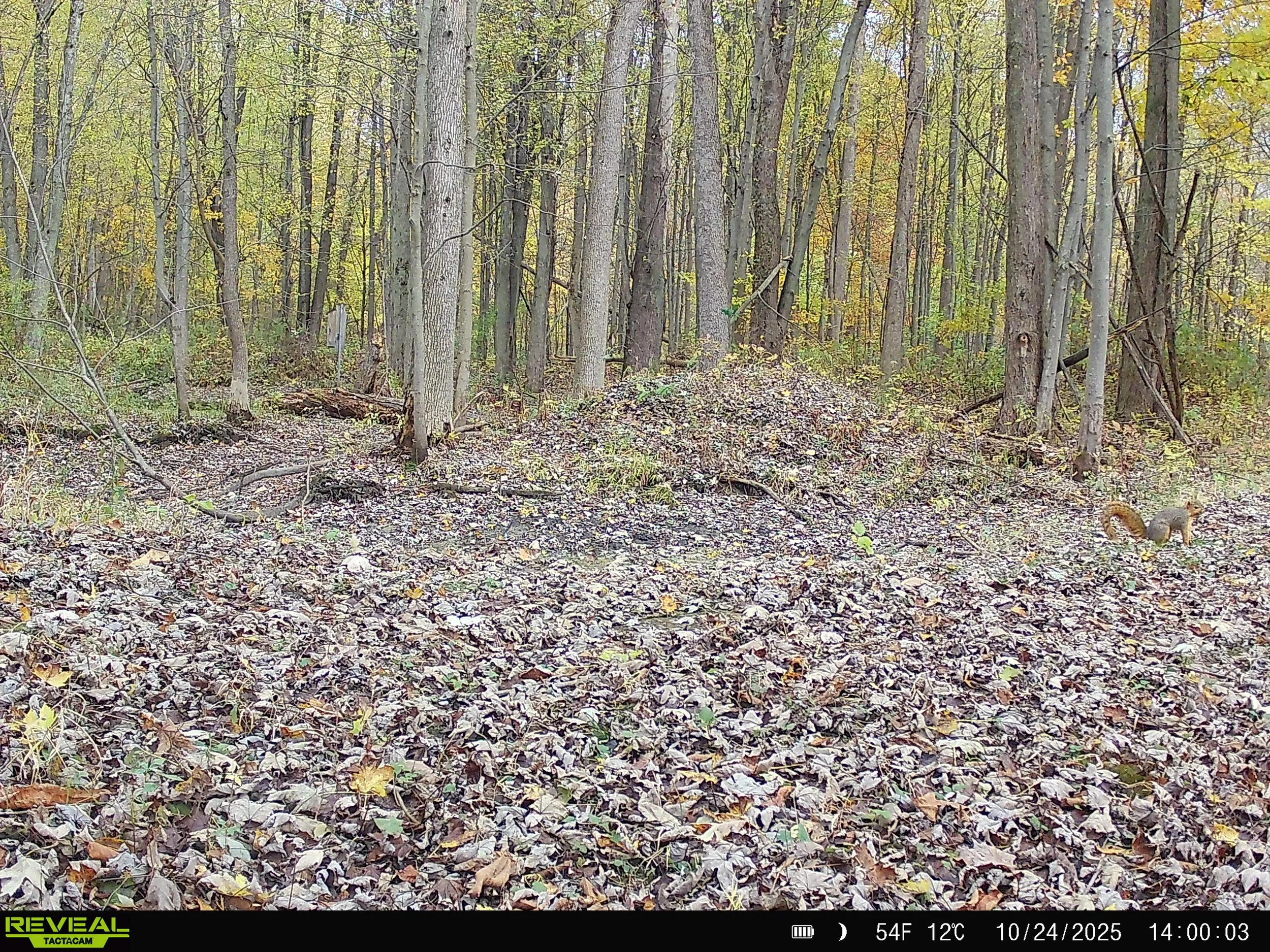 791_3xjlemKDuah2Fn4n9lcJ_DK 11-1-25_SYFW0075.JPG