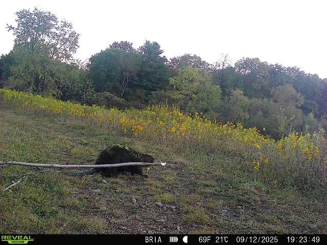 North American Beaver