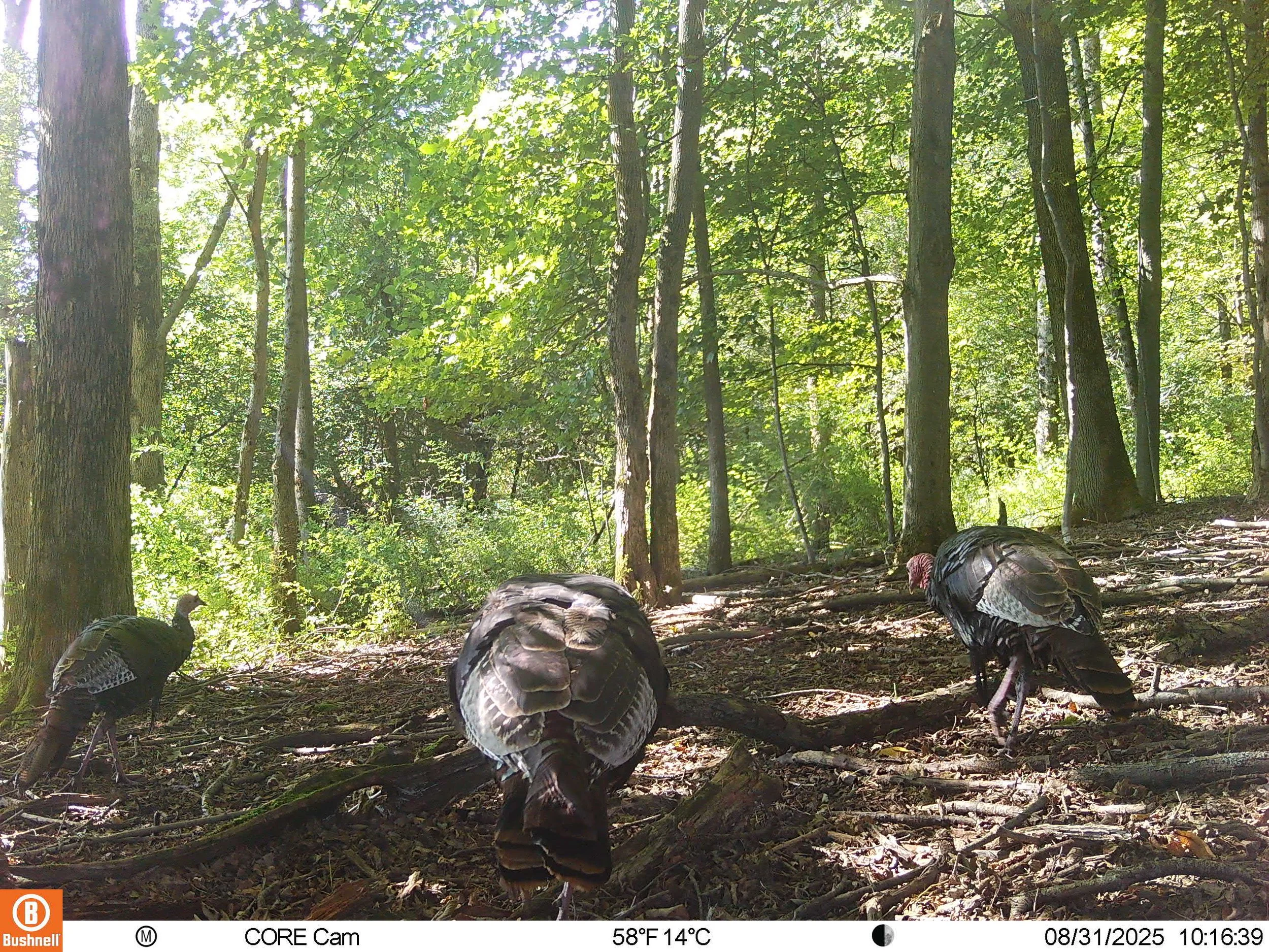 1670_4qdA0mSqh2voTA2XGKSw_2025-9-5 Mulberry Corner_106EK113_08310616.JPG