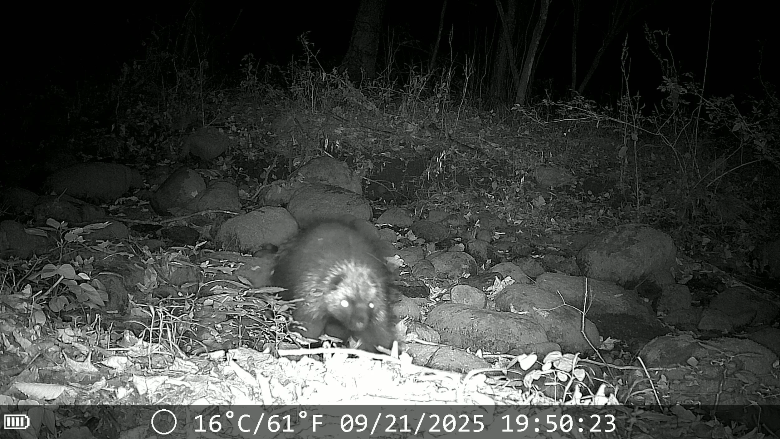 North American porcupine