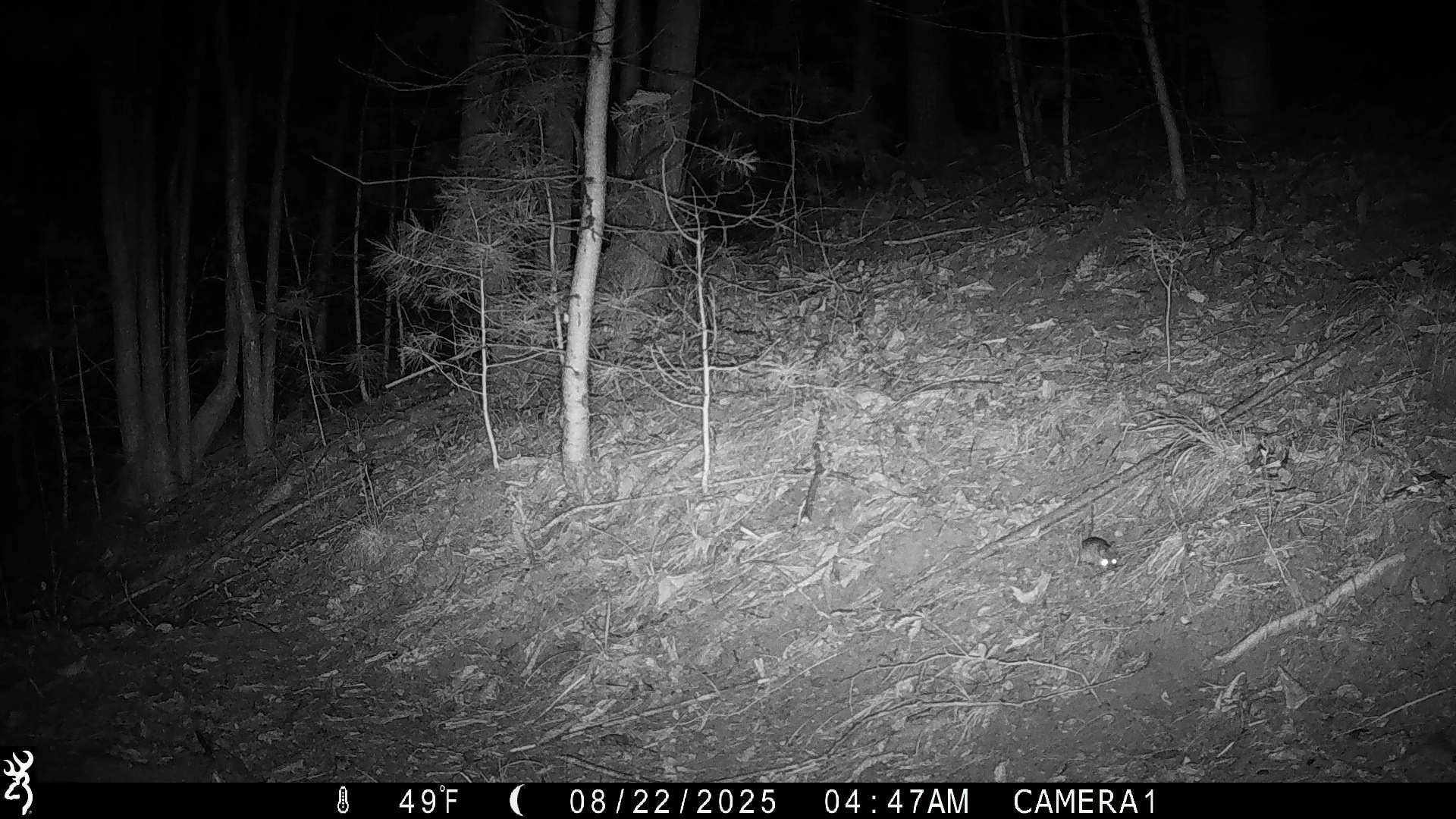 4061_oOy6NmR8mWSJgiJRpTdi_SnapshotNY Uploard 8-15-25 - 8-28-25_IMG_0446.JPG