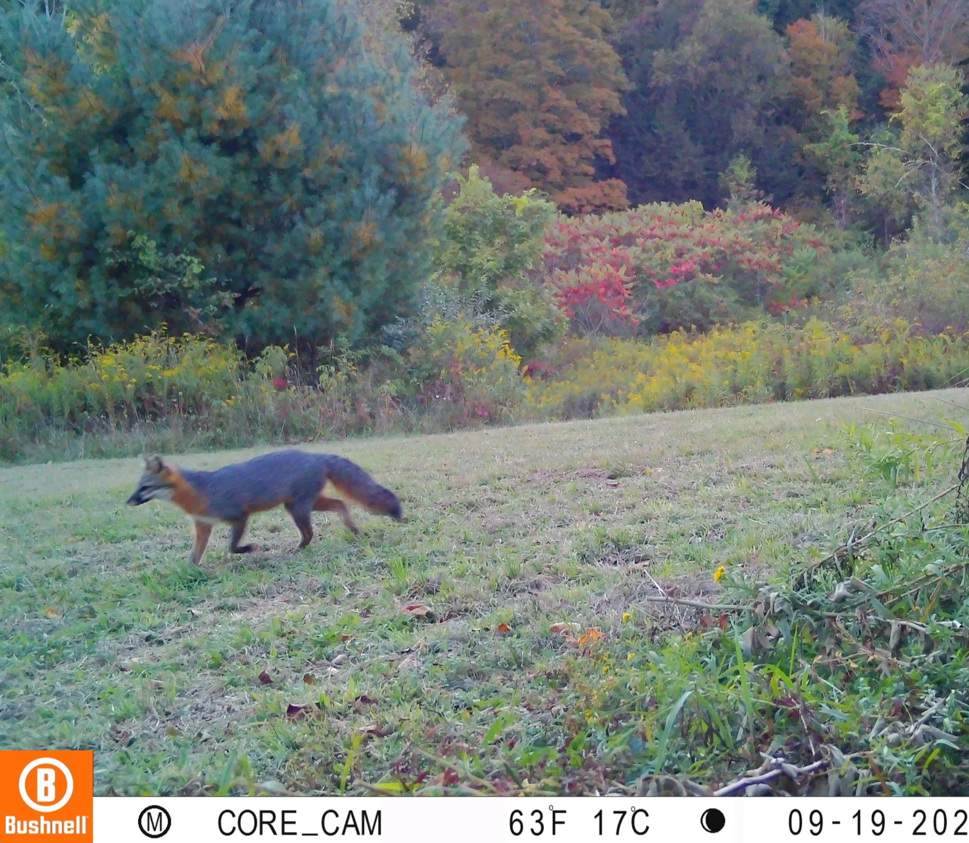 Gray fox