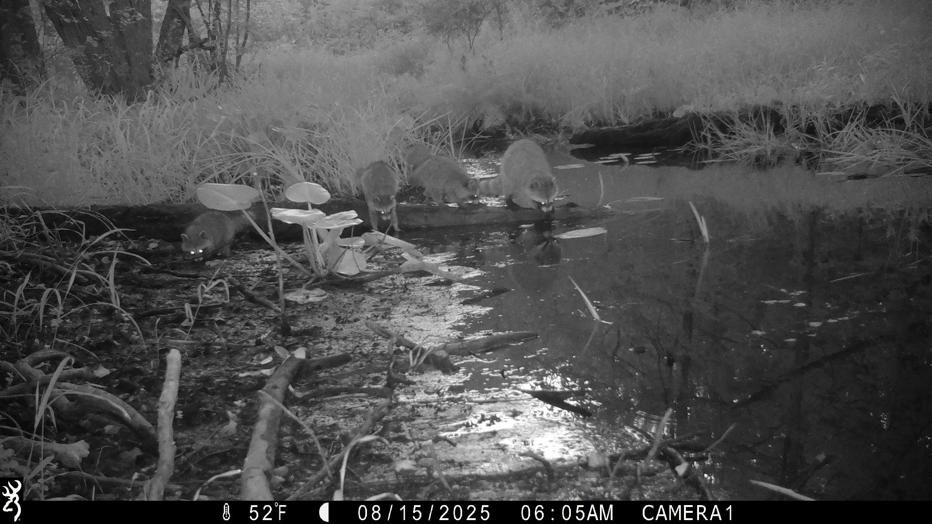 1353_EdztRaR1iR1xThFwtpBD_2025-0815 creek snapshot_IMG_0101.JPG