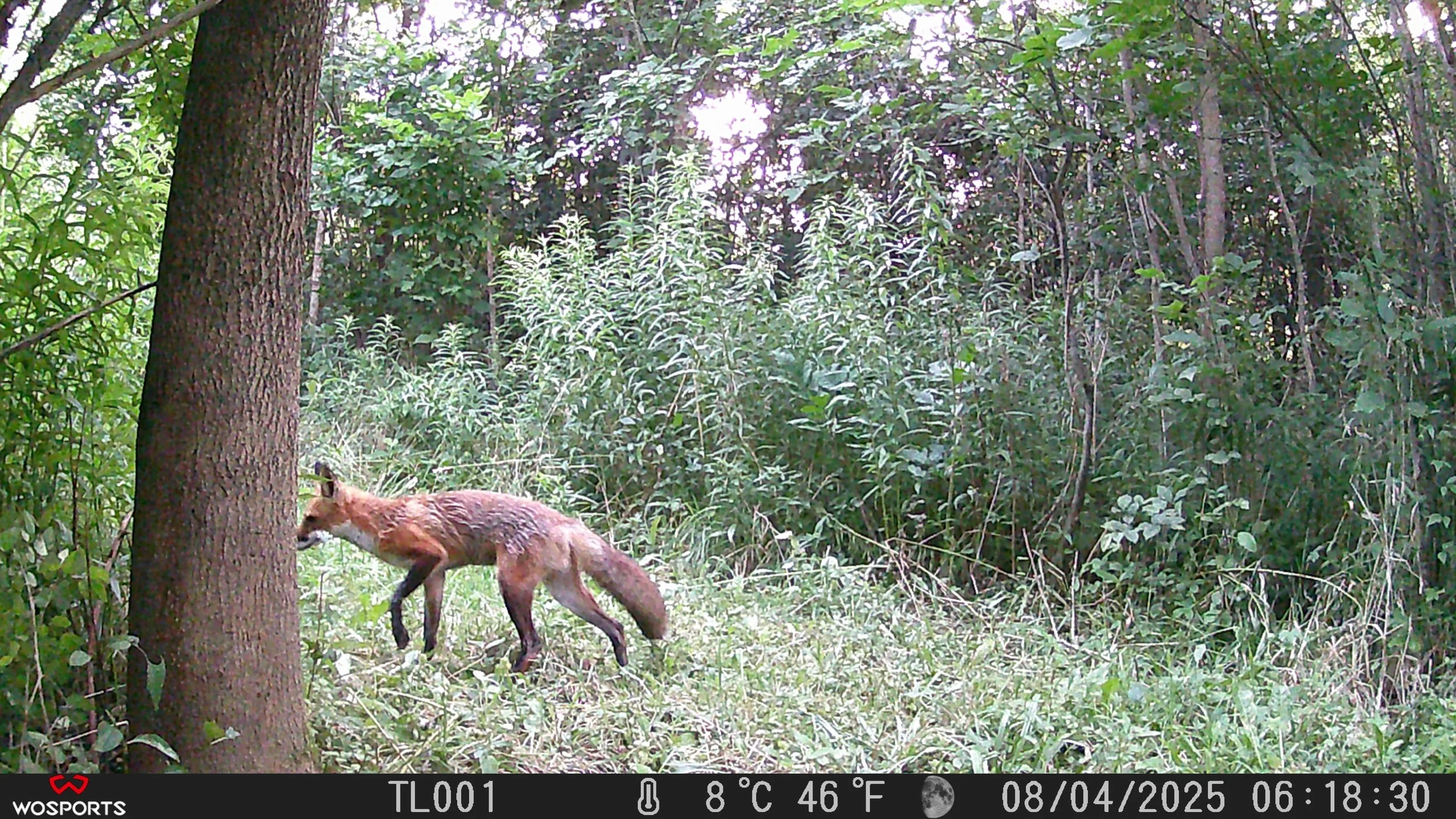 2279_l5Q27RjU7QO3fNqqILw5_NY Trail Cam_102MEDIA_08040788.JPG