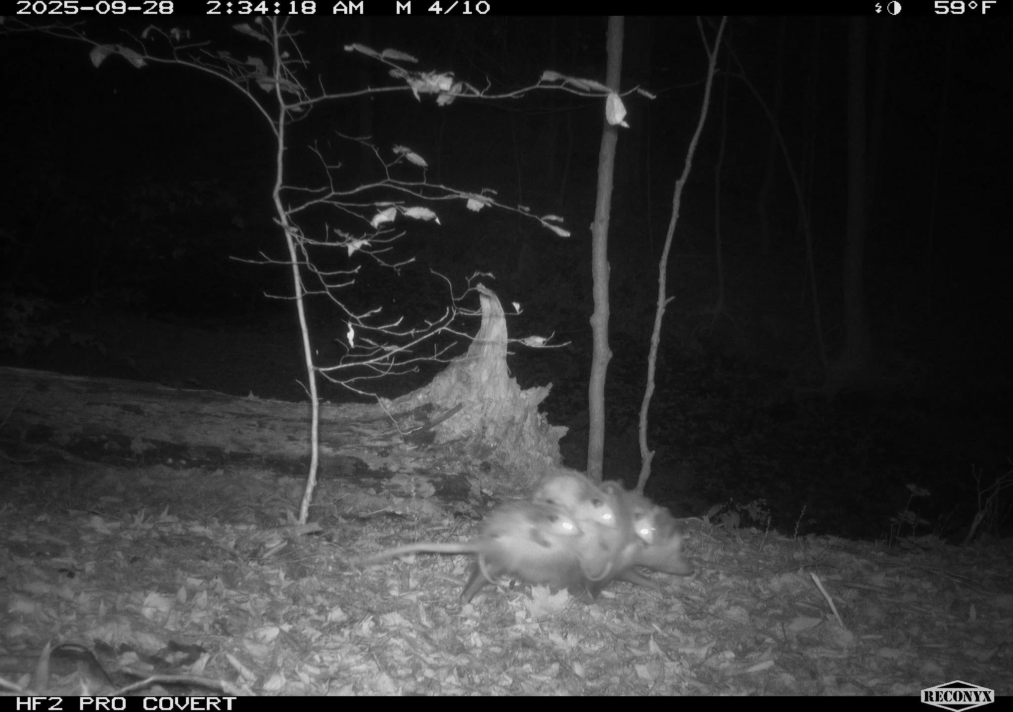 Virginia opossum