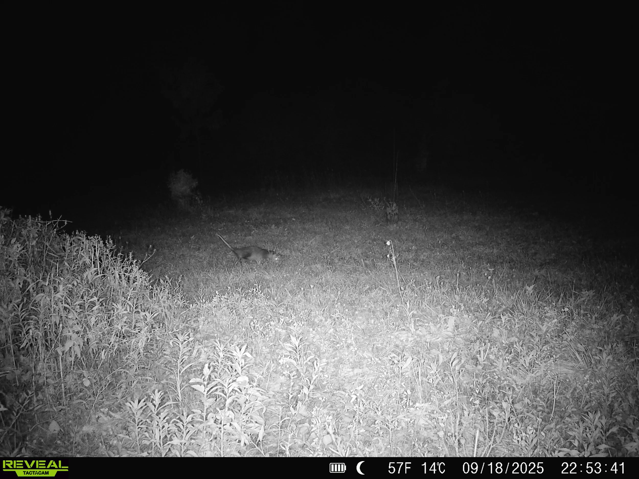 2914_tBP8kqVKSYKgXFlWPyEW_sept 20_SYFW0235.JPG