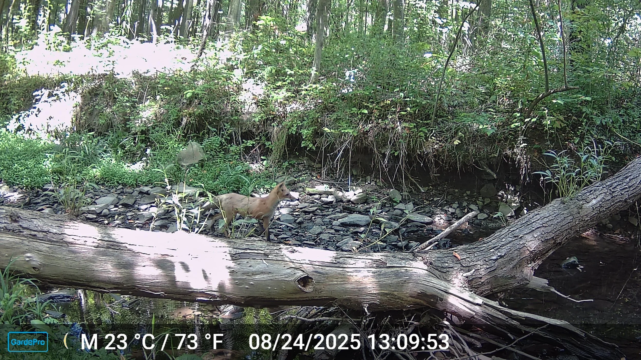 1039_lh5IXB7CxY8Ow8xDTA5n_Trail Cam_DSCF0412.JPG