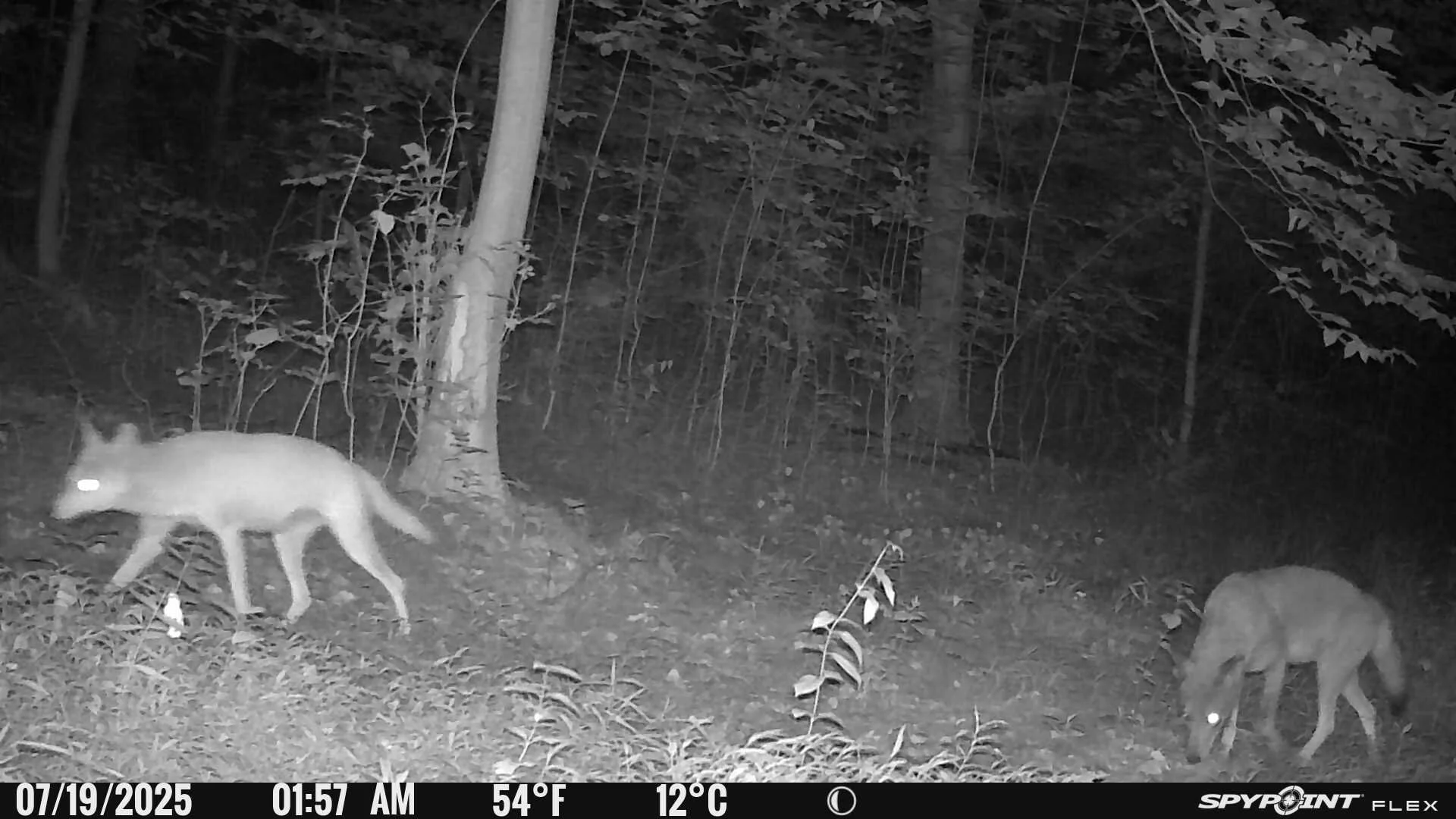 3950_pYWXKlsIoUrIFIIcPnCK_Bench Trail_PICT0616.JPG