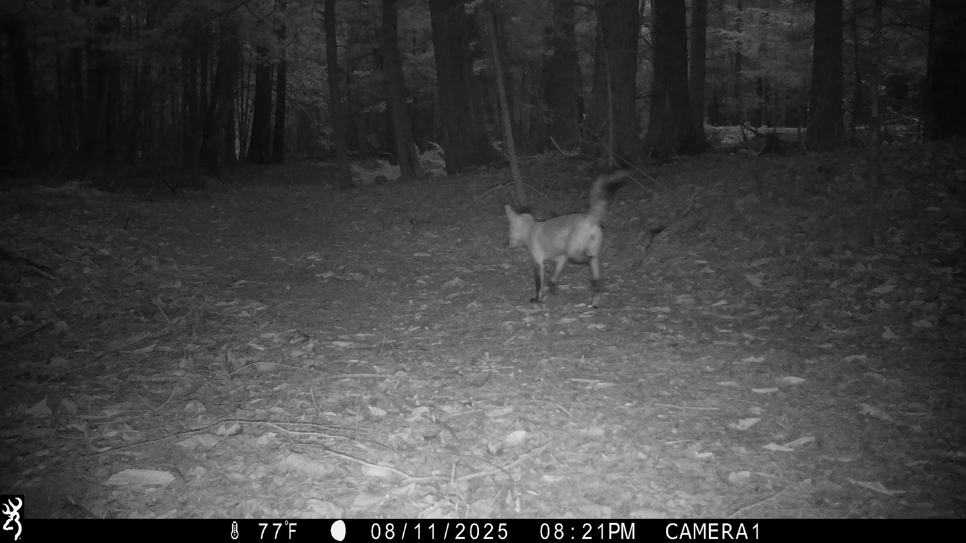 1353_TSe9BTvQrbGf5aQso4AK_snapshot 0812_IMG_0340.JPG