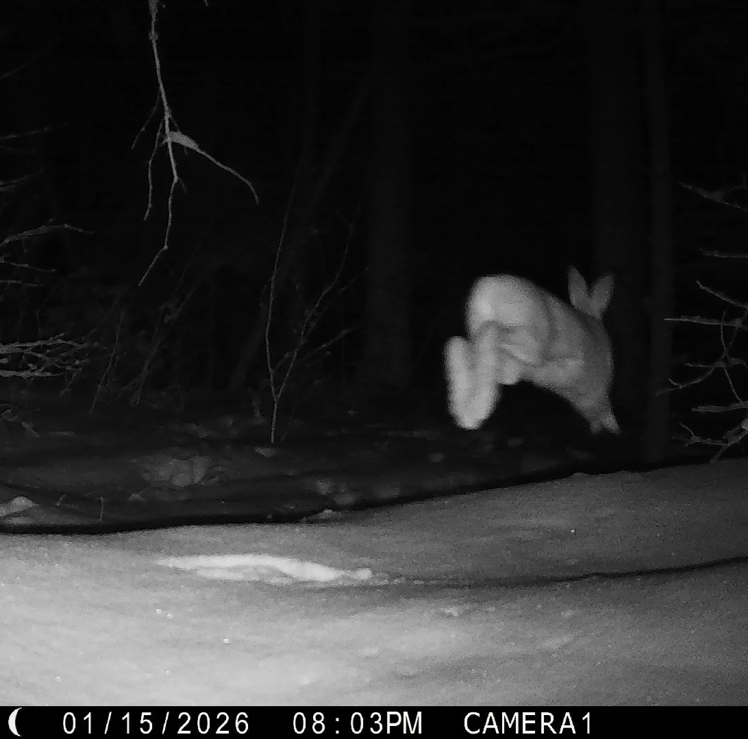 Snowshoe hare