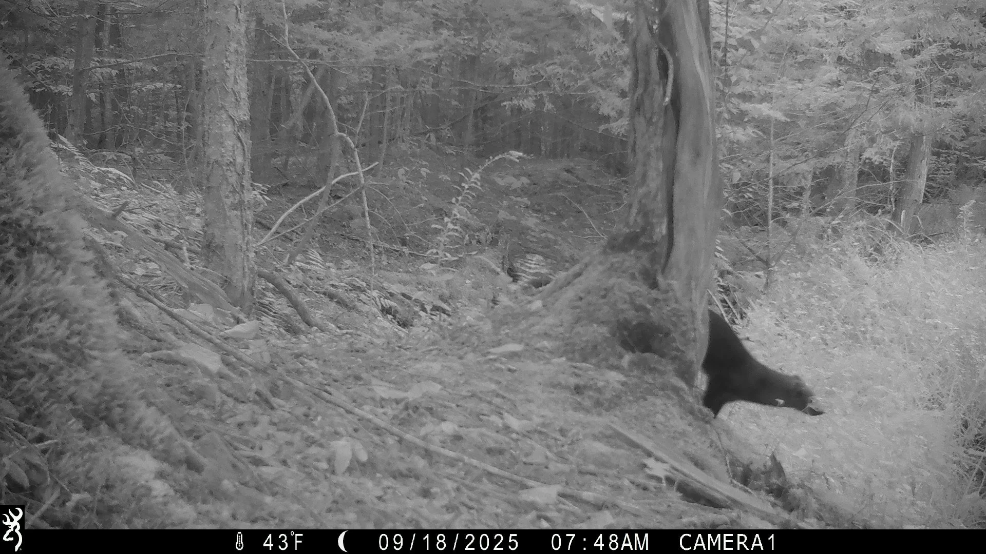 2631_OkEBSuUp3uncn4oOjpr1_2025-0919 snapshot creek_IMG_0321.JPG