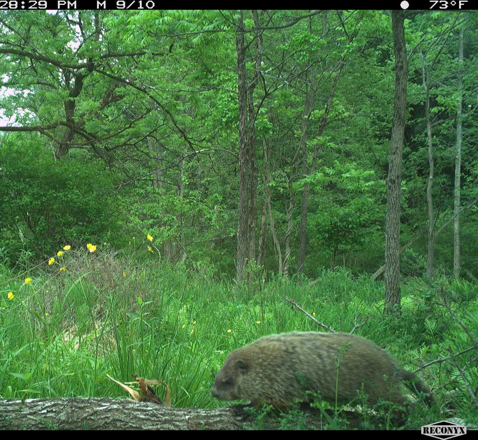 Woodchuck