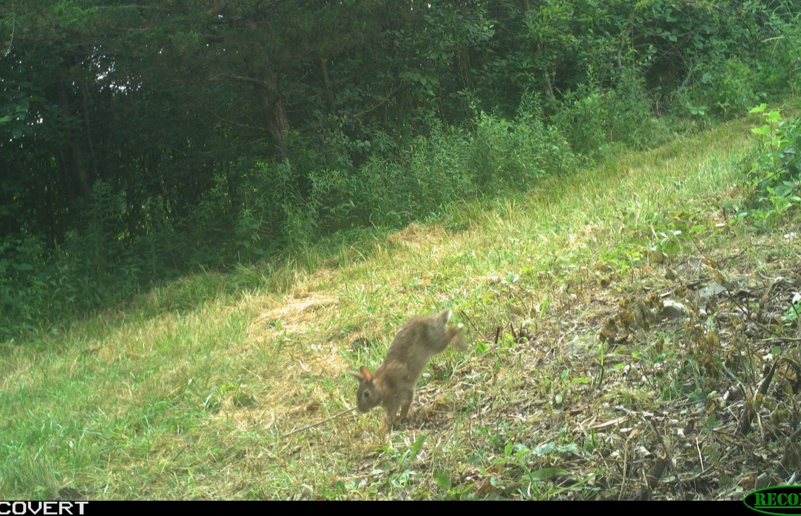 Eastern cottontail