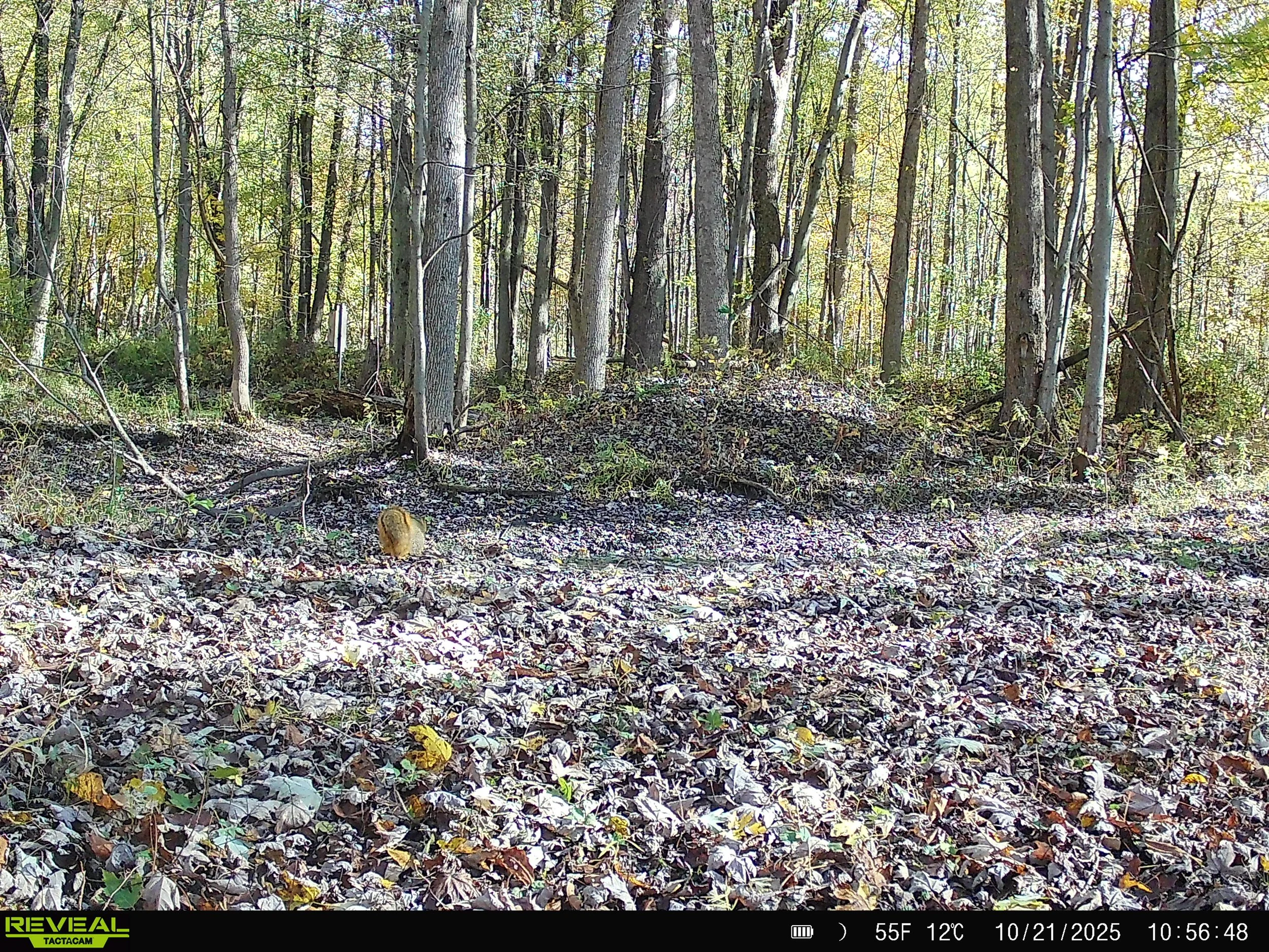 791_3xjlemKDuah2Fn4n9lcJ_DK 11-1-25_SYFW0002.JPG