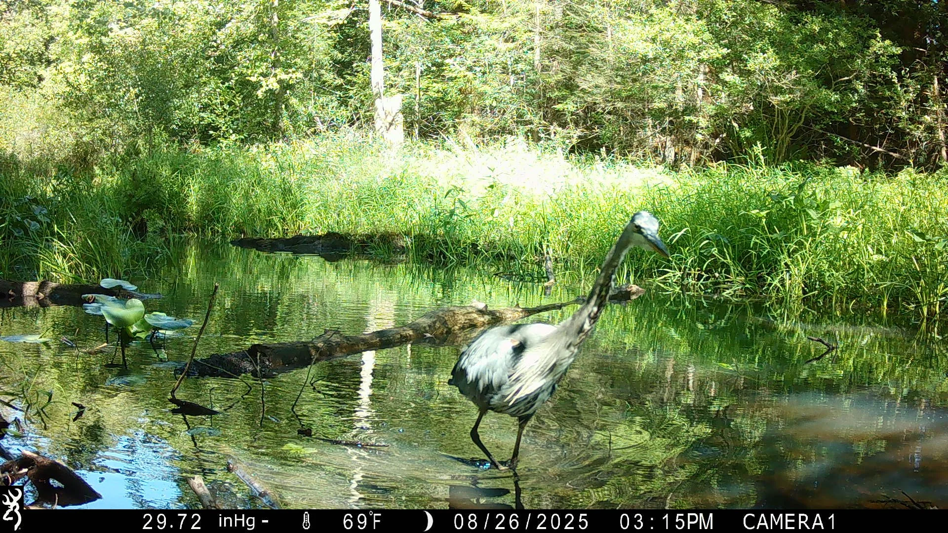 2631_sTDvrSnLRSmTeufHRxqr_2025-0829 snapshot creek_IMG_0172.JPG