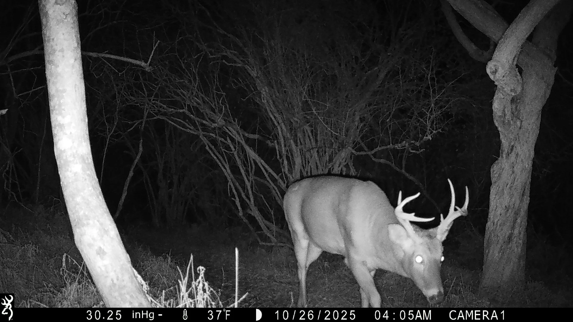 2562_0VAgAAuGvCvanaLCrCiI_10-23-2025 to 10-30-2025_IMG_0718.JPG