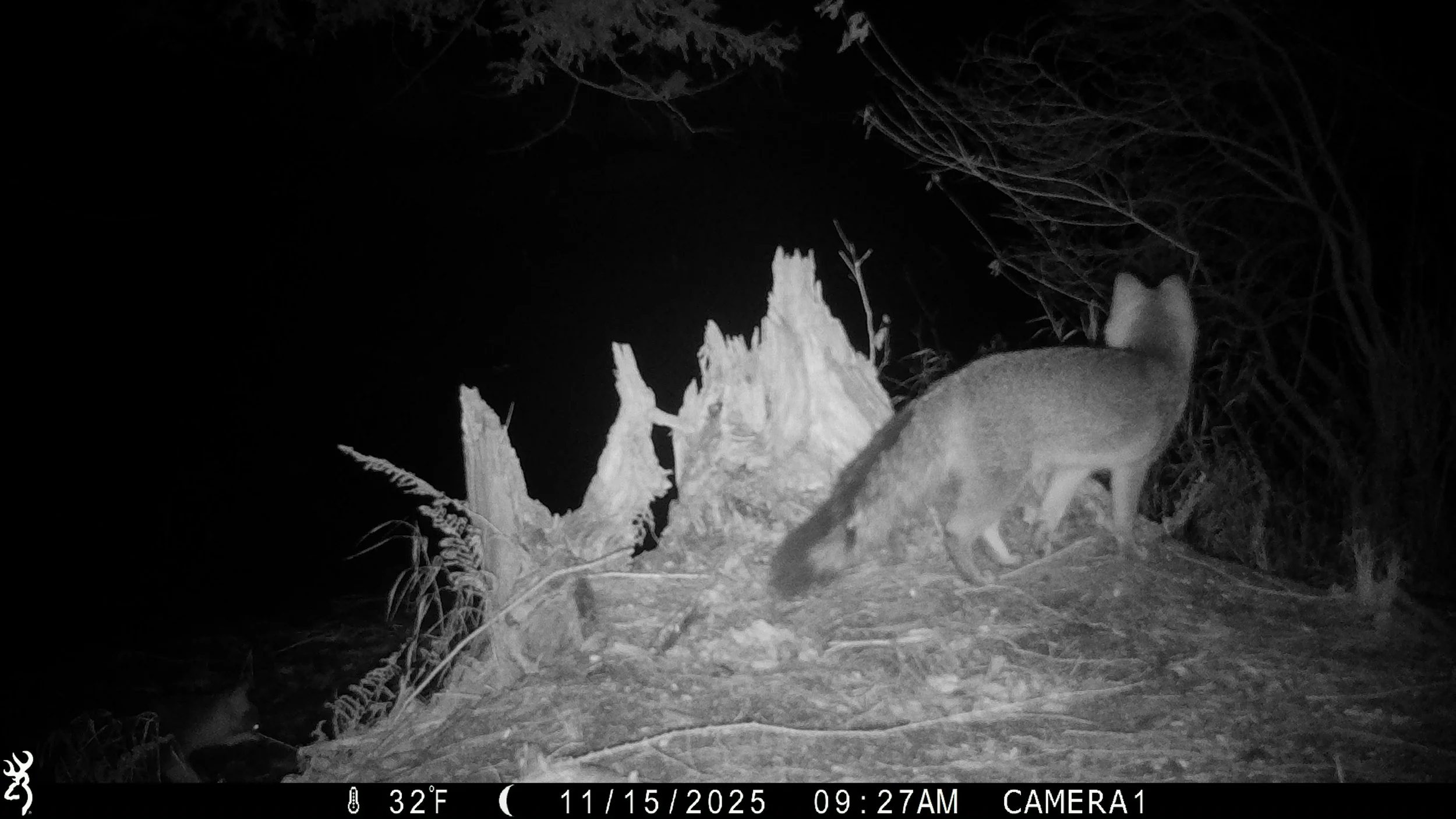 2631_fZzk8ZPRBEiveTZICqlm_2025-1115 snapshot hemlock creek_IMG_0080.JPG
