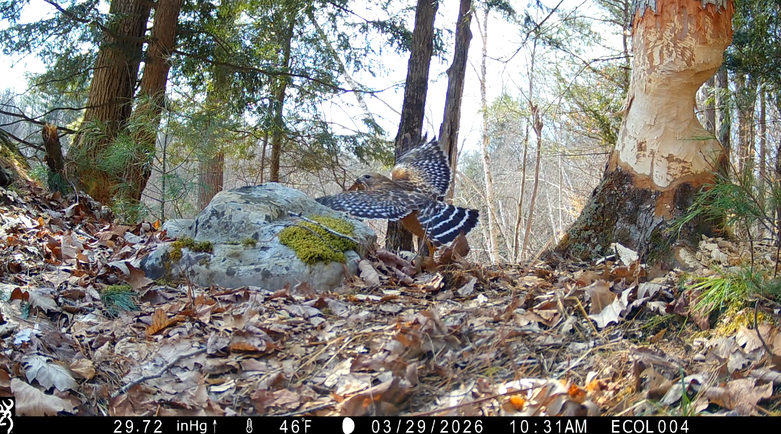 2522_T6y0fewjYunwdkhTlZLh_Deployment 8_redshoulderedhawk.png
