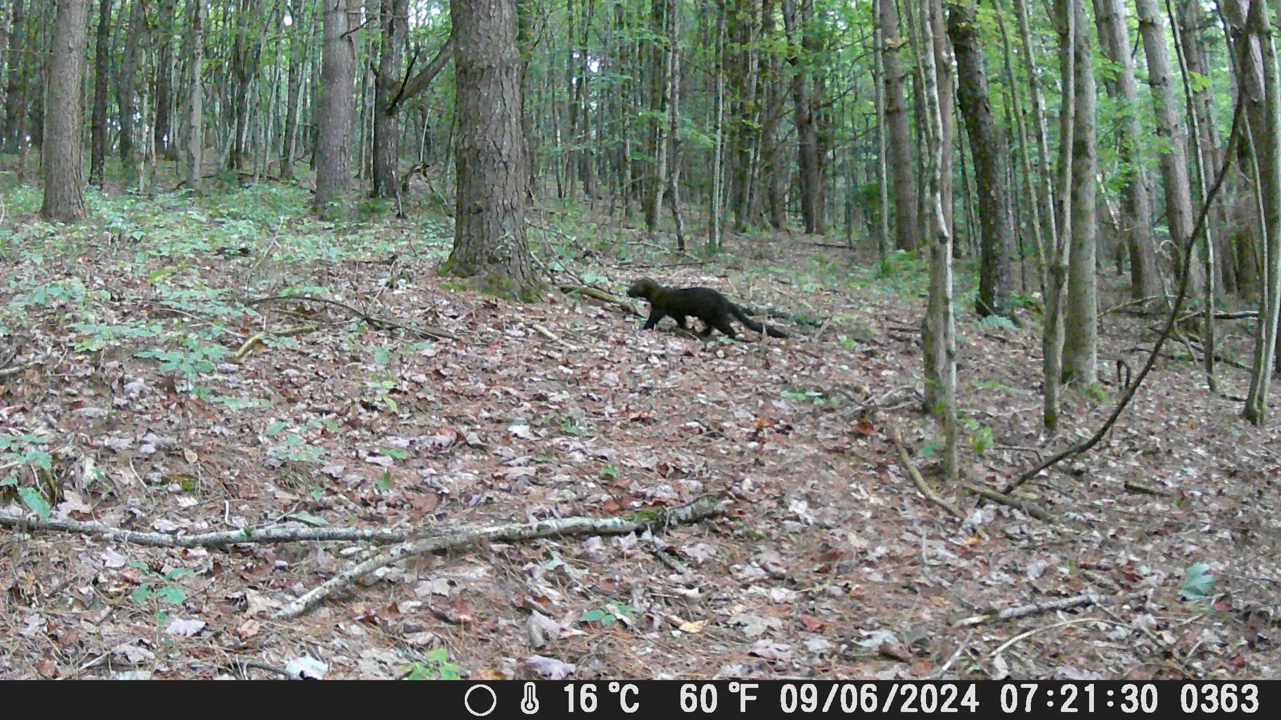 3084_G7mRJKREYnE8Fq0TpW8y_trail cam red shed_DSCF0363.JPG