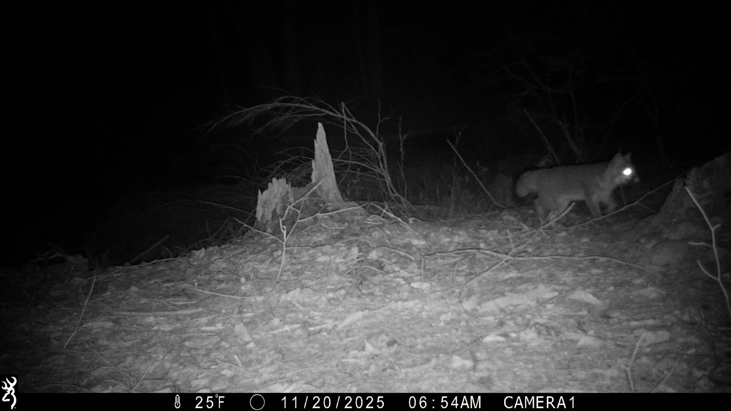 2631_dajzynu2JV6CY4ePL1Ju_2025-1121 snapshot hemlock pt_IMG_0030.JPG