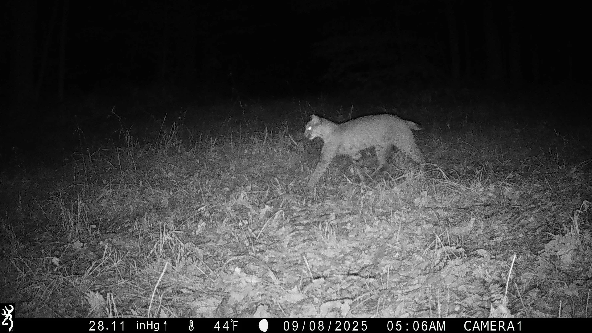 974_FO3M1voNidRnshDysnf9_NYSnapshotUpload3-Peters-Forest-Aug31-Sep10-2025_104_BTCF_IMG_0671.JPG