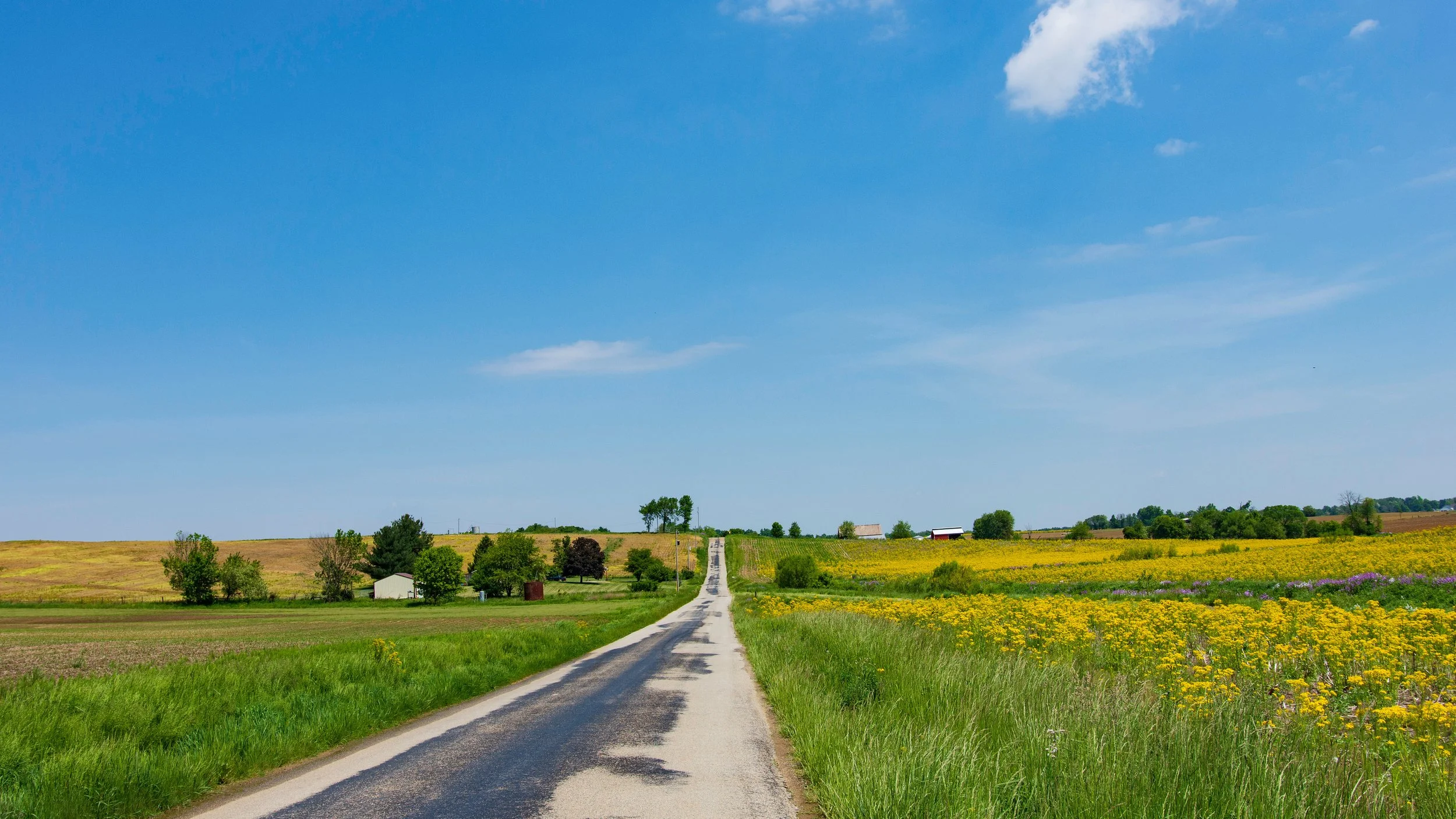 A rural landscape with a straight narrow road leading to the horizon, surrounded by green fields and yellow wildflowers, under a bright blue sky with a few white clouds.