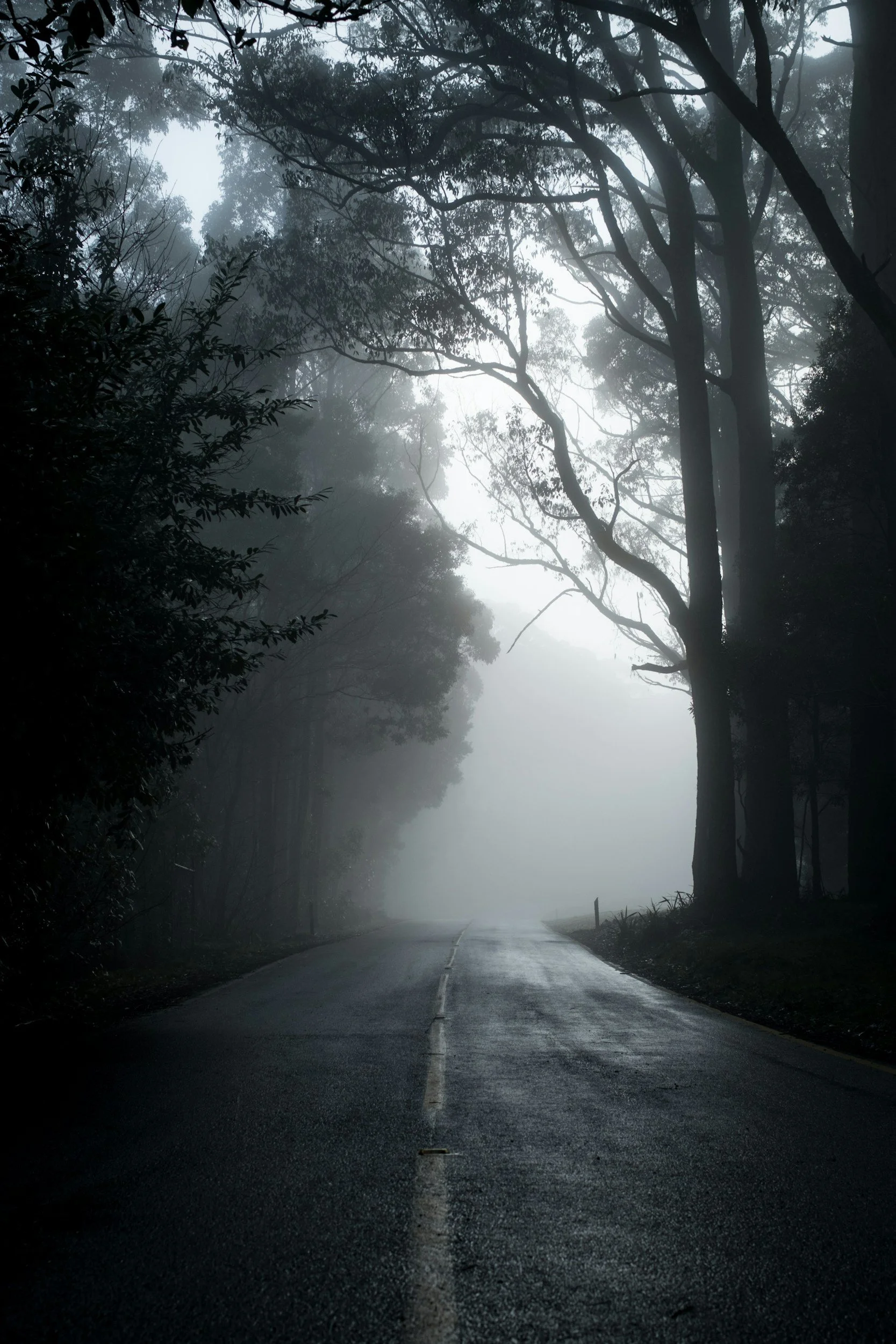 A deserted road winding through a foggy forest with tall trees on both sides, creating a mysterious and eerie atmosphere.