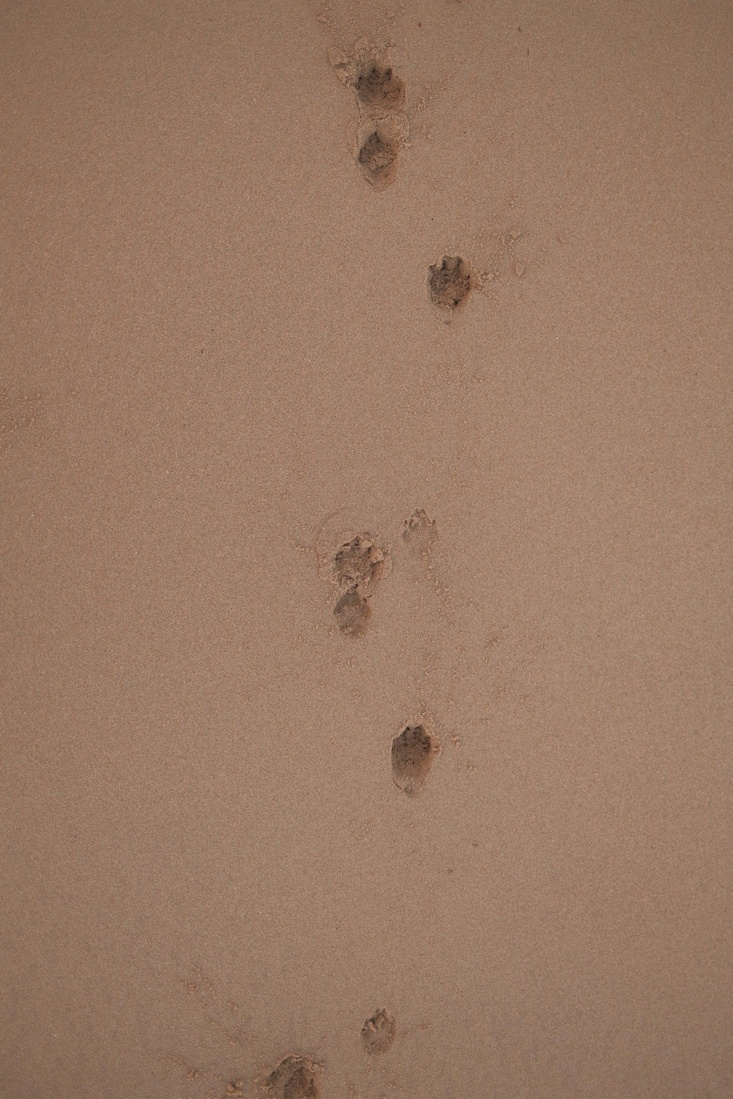 nahaufnahme von hundepfotenabdrücken im feuchten sand am strand von zandvoort.