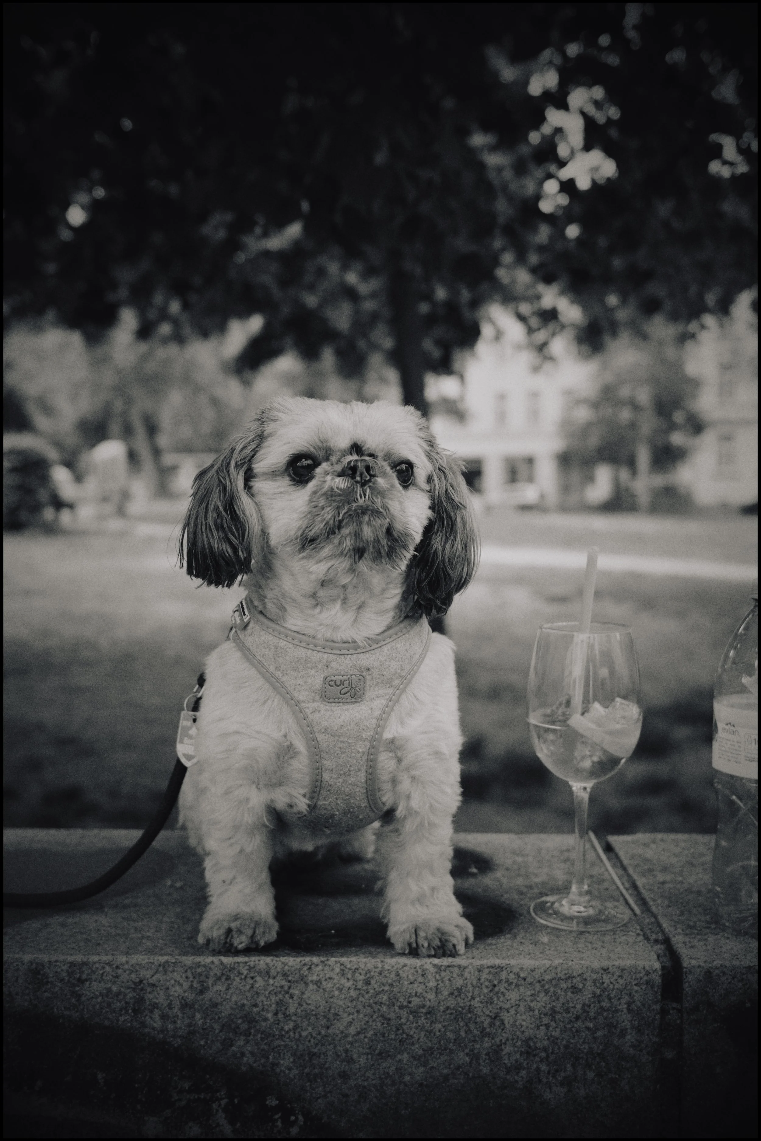 Ein kleiner Hund trägt ein Hundegeschirr und sitzt auf einer Steinbank im Freien. Neben ihm steht ein Glas mit Getränk und Eis. Im Hintergrund sind Bäume und Häuser sichtbar, die Szene ist schwarz-weiß.