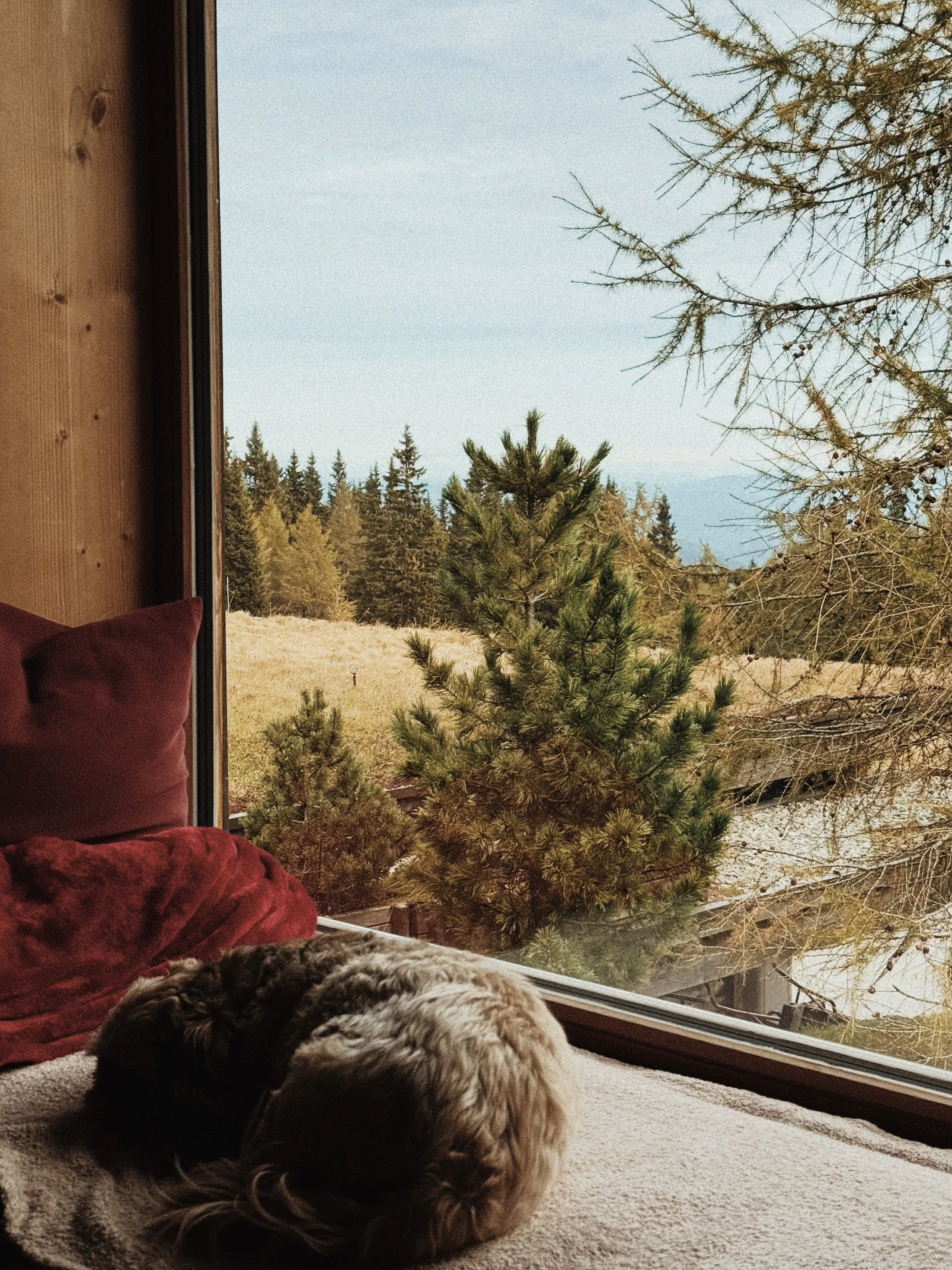 shih tzu mishka sitzt auf der fensterbank im chalet und blickt auf berge und tannen in kärnten