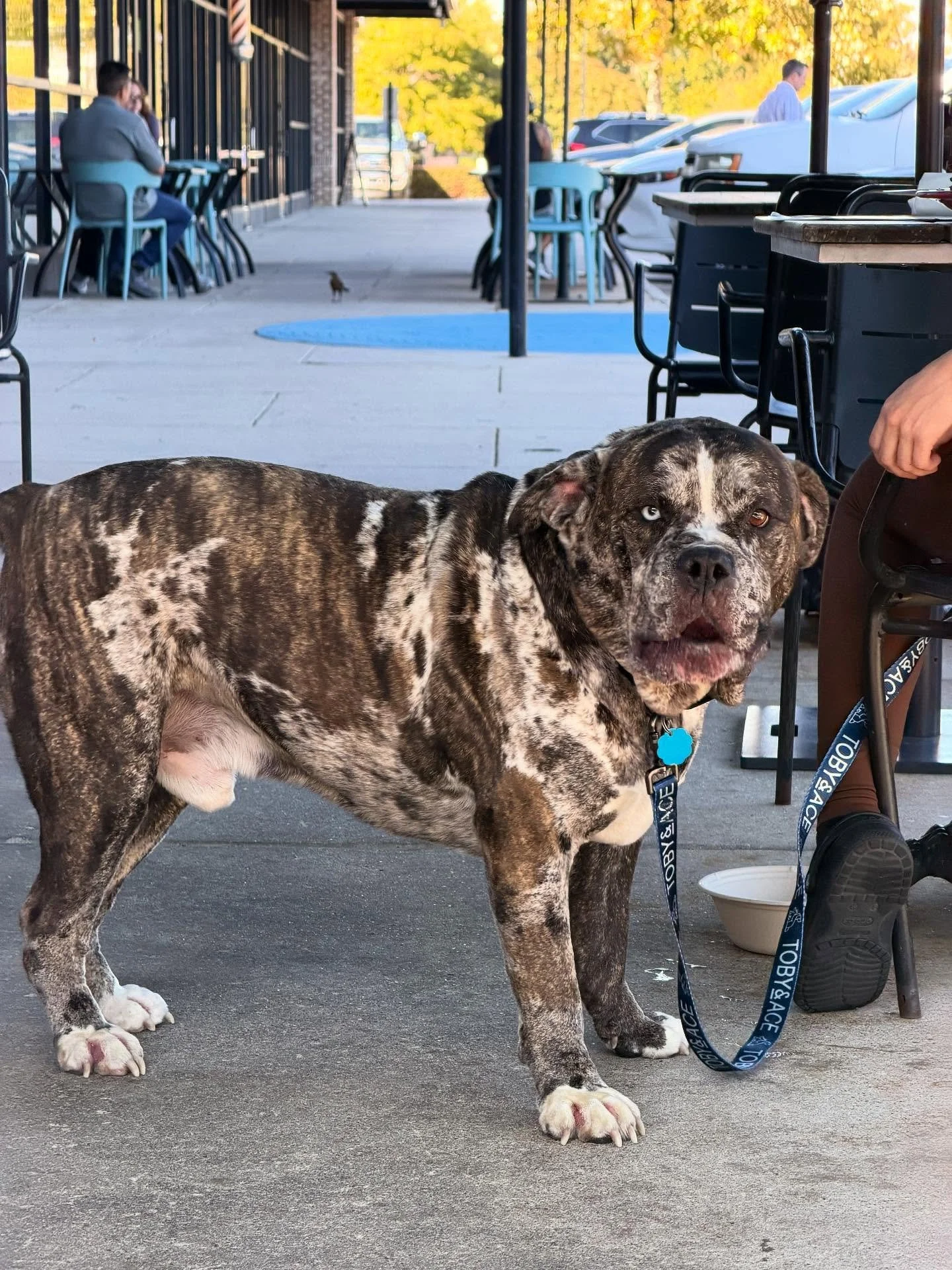 Had a good boi stop in for a bite recently. Thanks for stopping by JoJo! #handsomeboy