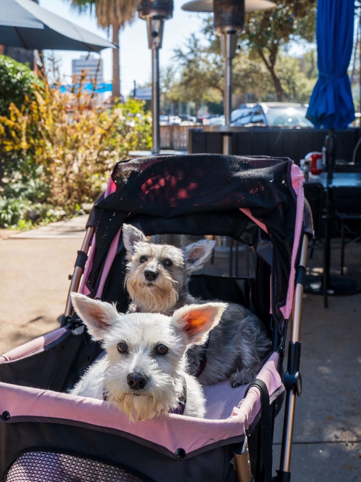 We will never not be excited to have four legged guests on our patio. Scope these cuties. 💗