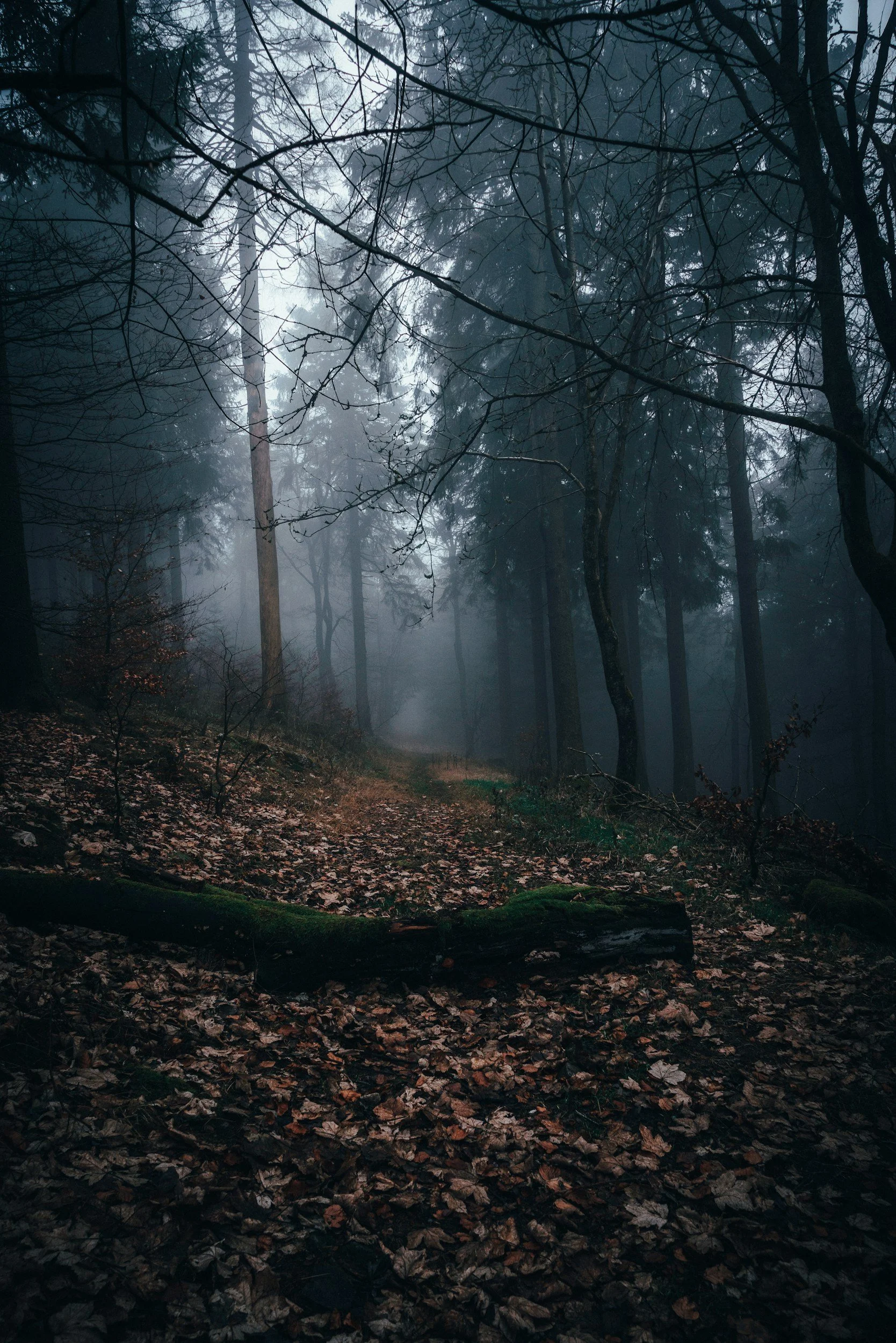 The Time We Slept in a Forest, and What It Taught Us About Planning
