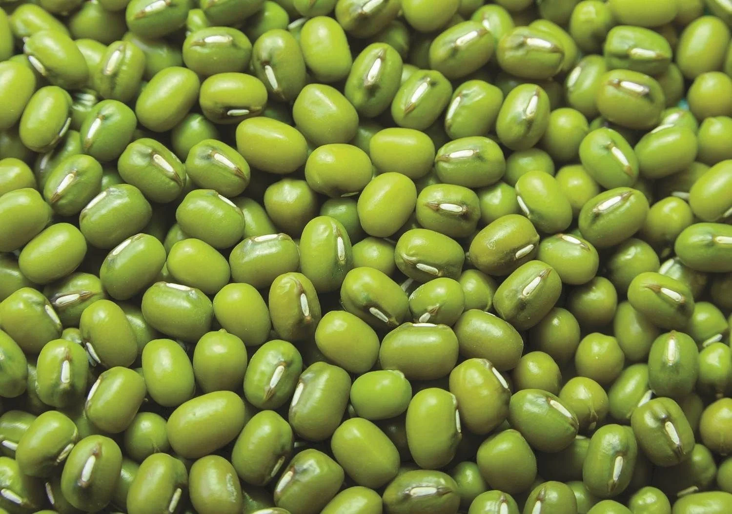 Close-up of green mung beans.