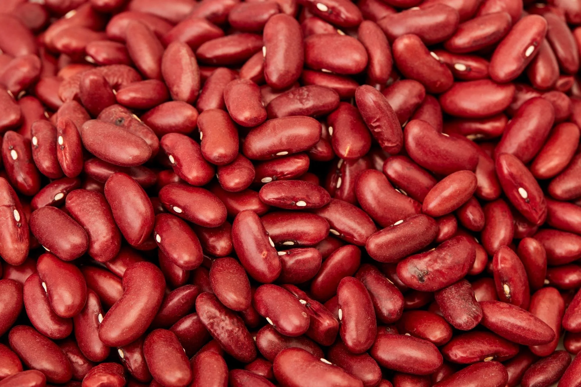 Close-up of red kidney beans