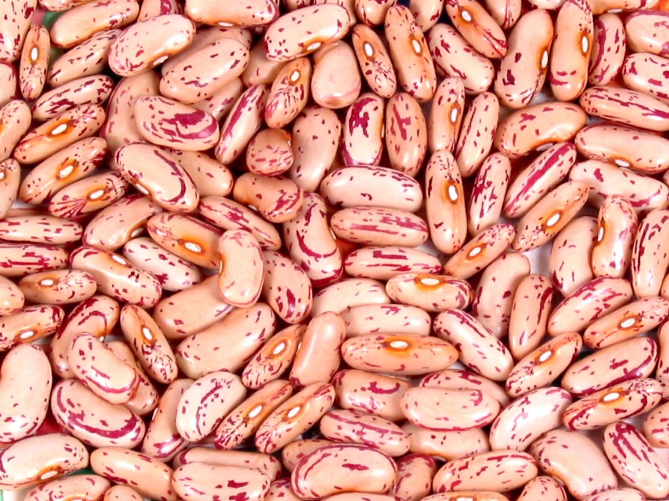 Close-up of dry pinto beans with a beige and reddish-brown mottled pattern.