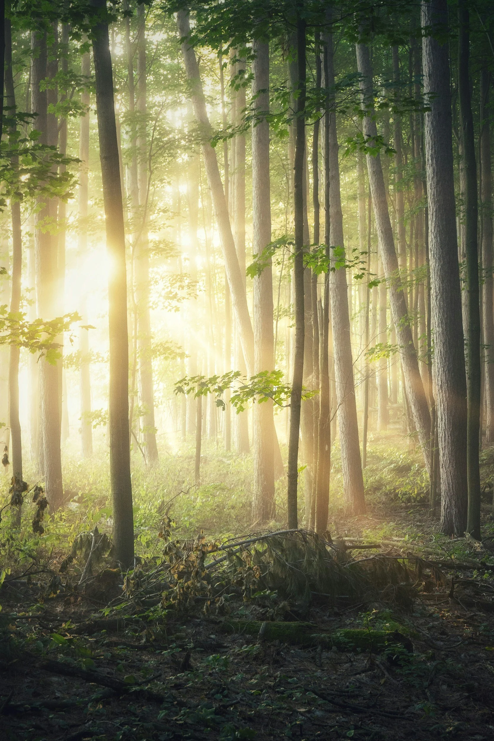 Sunlight filters through a green forest with tall trees and undergrowth.