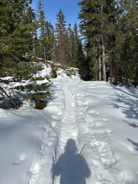 Seefeld woods.jpg