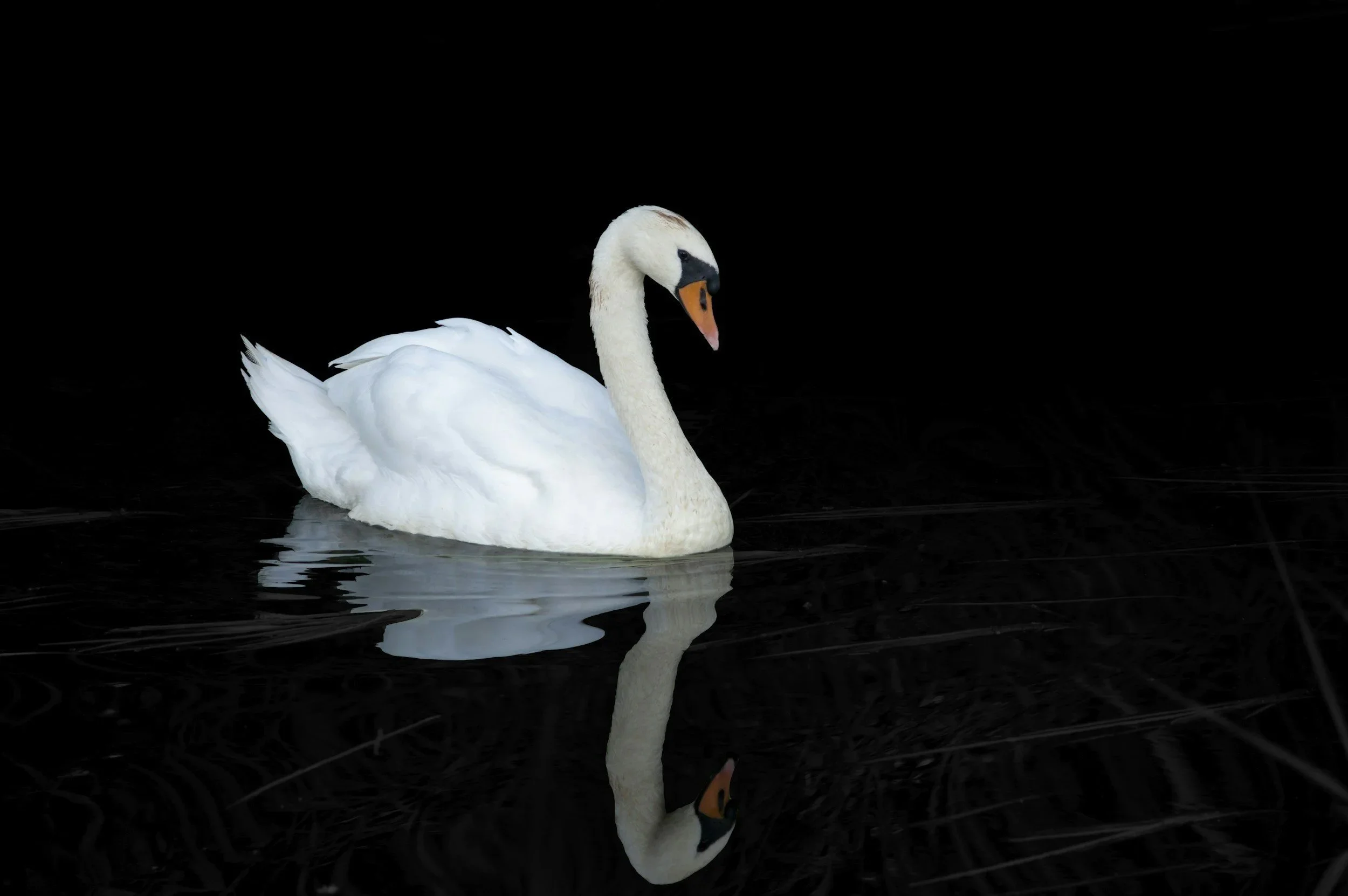 White swan gliding over dark reflective water, symbolizing grace, awakening, and the passage through initiation.