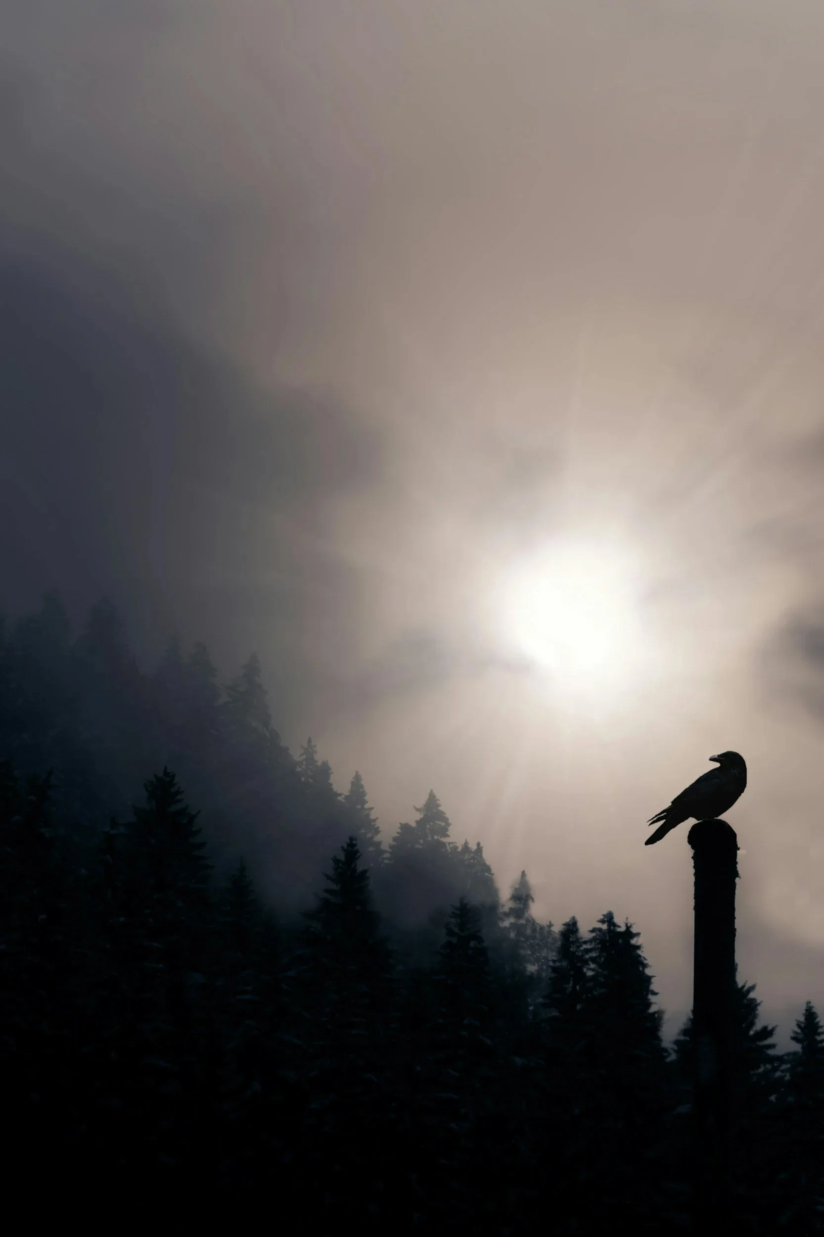 A solitary raven perched above a mist-shrouded forest at dawn, symbolizing shadow work, intuition, and transformation.