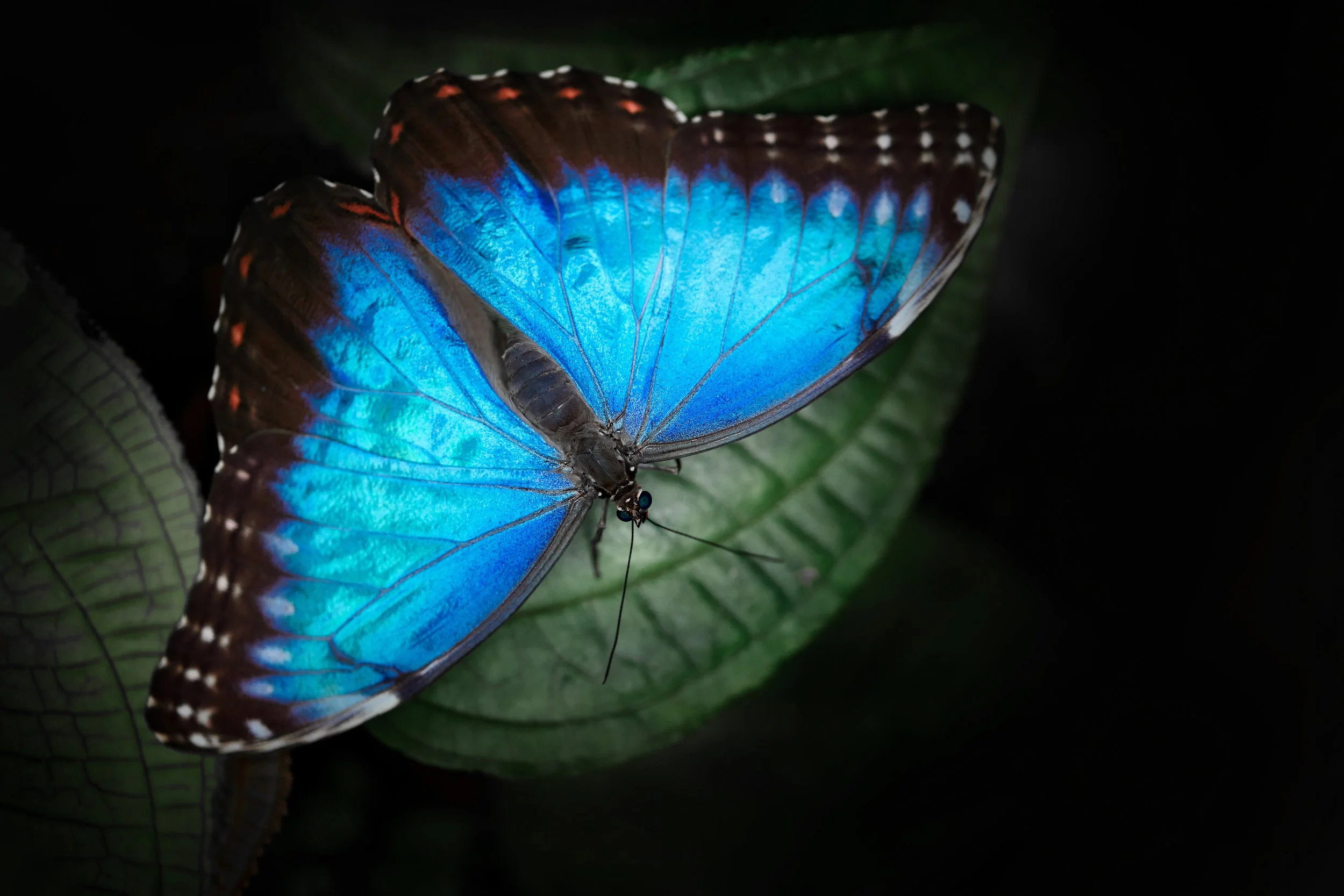 Luminous butterfly wings unfolding against darkness, evoking rebirth and the soul’s awakening after descent.