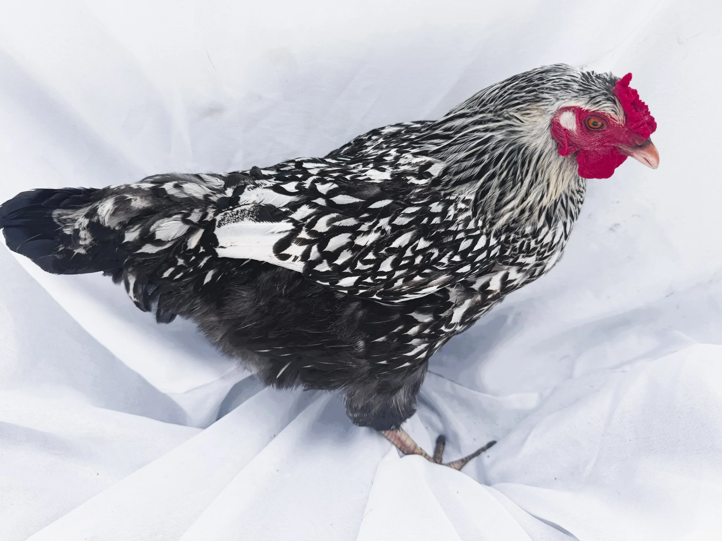 Market_Wyandotte_Silver_Laced_Hen_Auntie_Noor Mashaal_Side.jpeg
