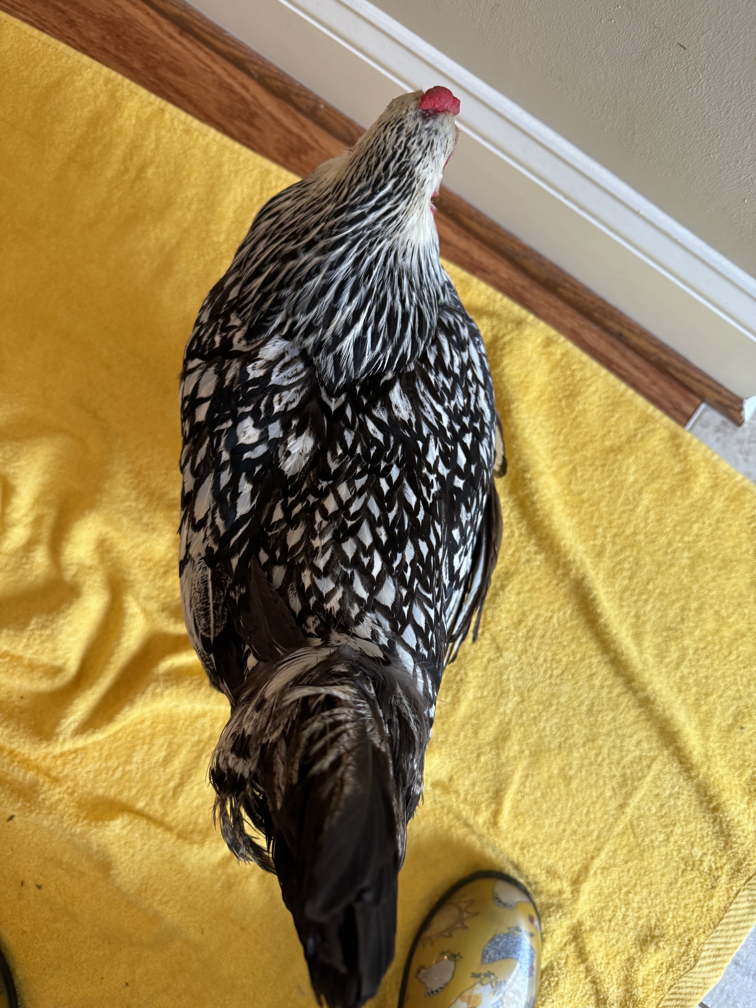 Auction_Wyandotte_SilverLaced_Hen_Silverbell_Hugh.jpeg